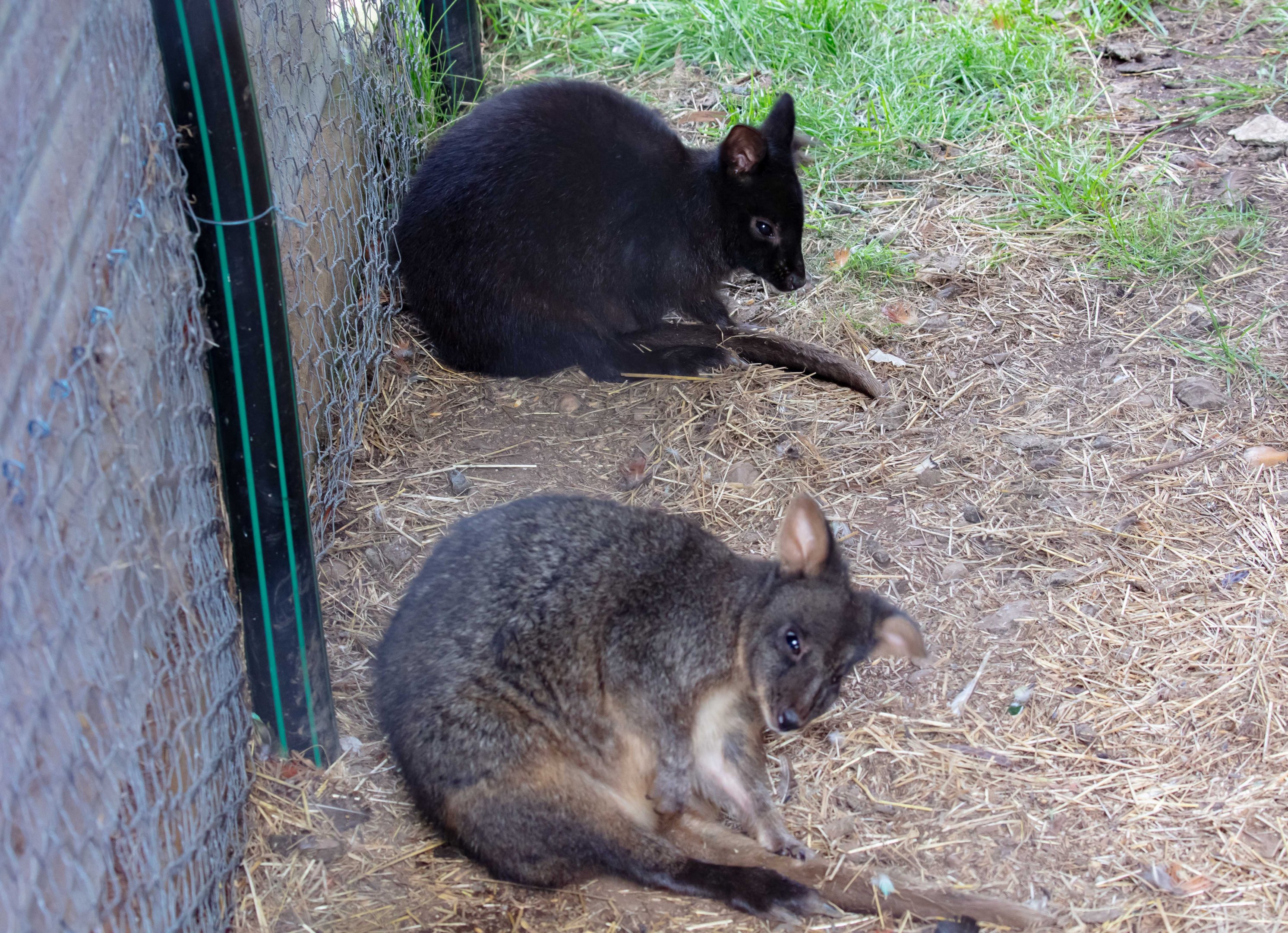 Tasmanian Pademelon