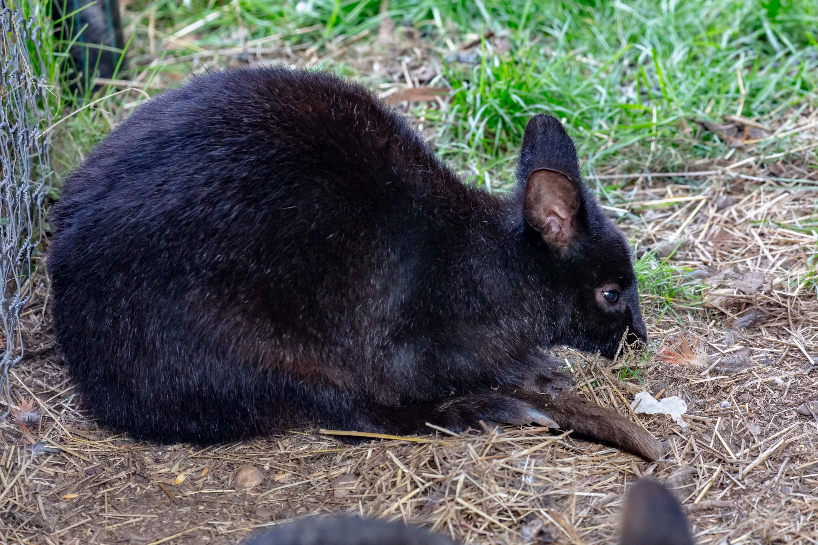 Tasmanian Pademelon