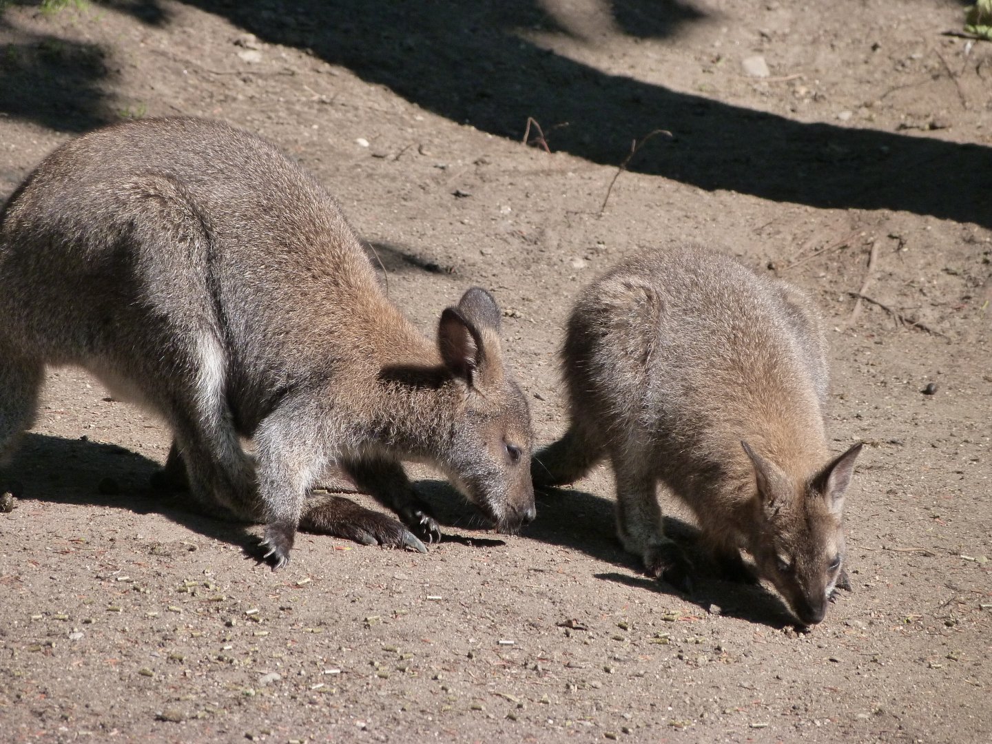 Tasmanian red-necked wallabies -Zoo Praha (2025)