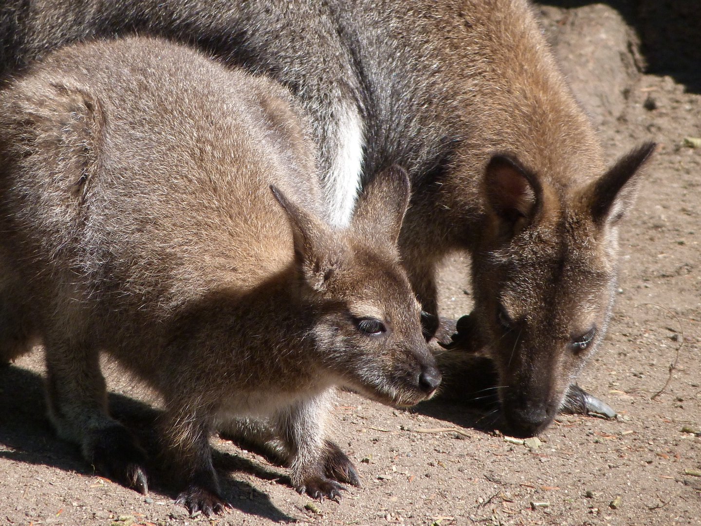 Tasmanian red-necked wallabies -Zoo Praha (2025)