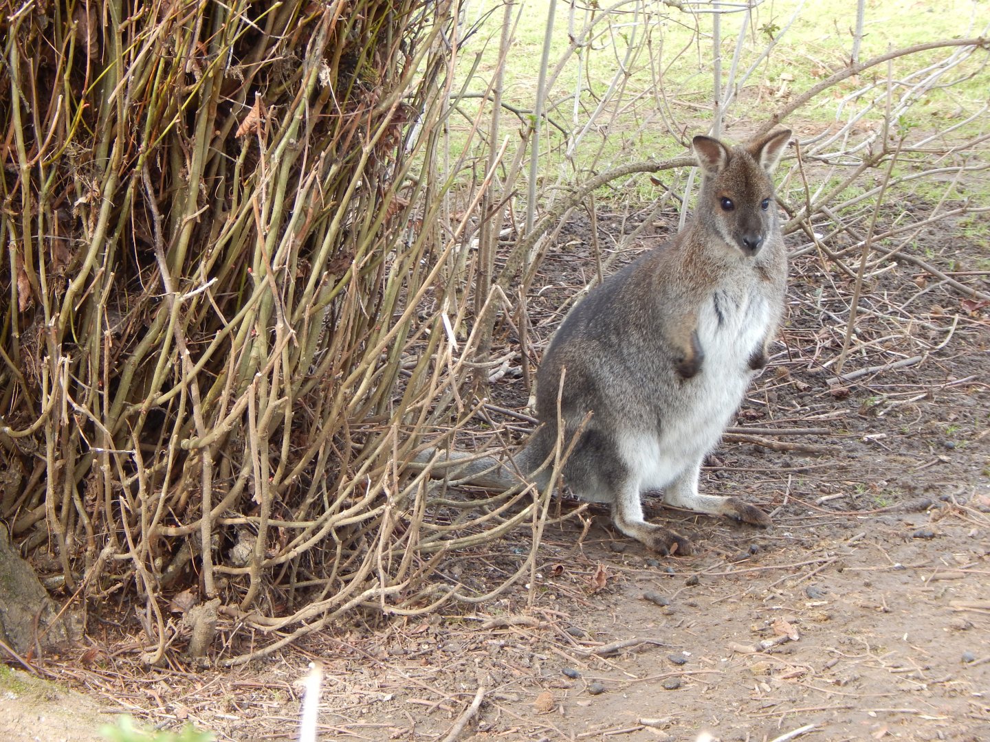 Tasmanian red-necked wallaby 280222