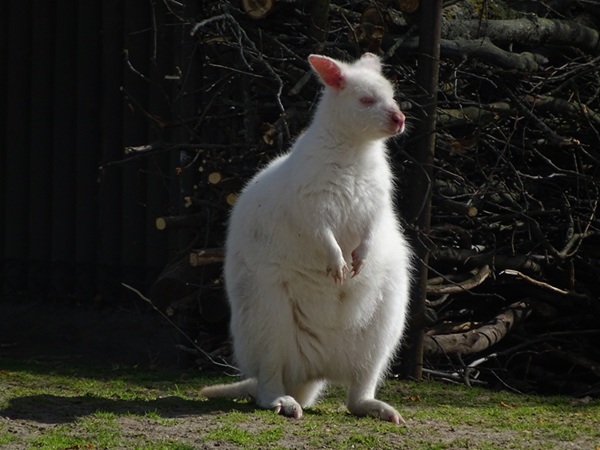 Tasmanian red-necked wallaby (Notamacropus rufogriseus fruticus)