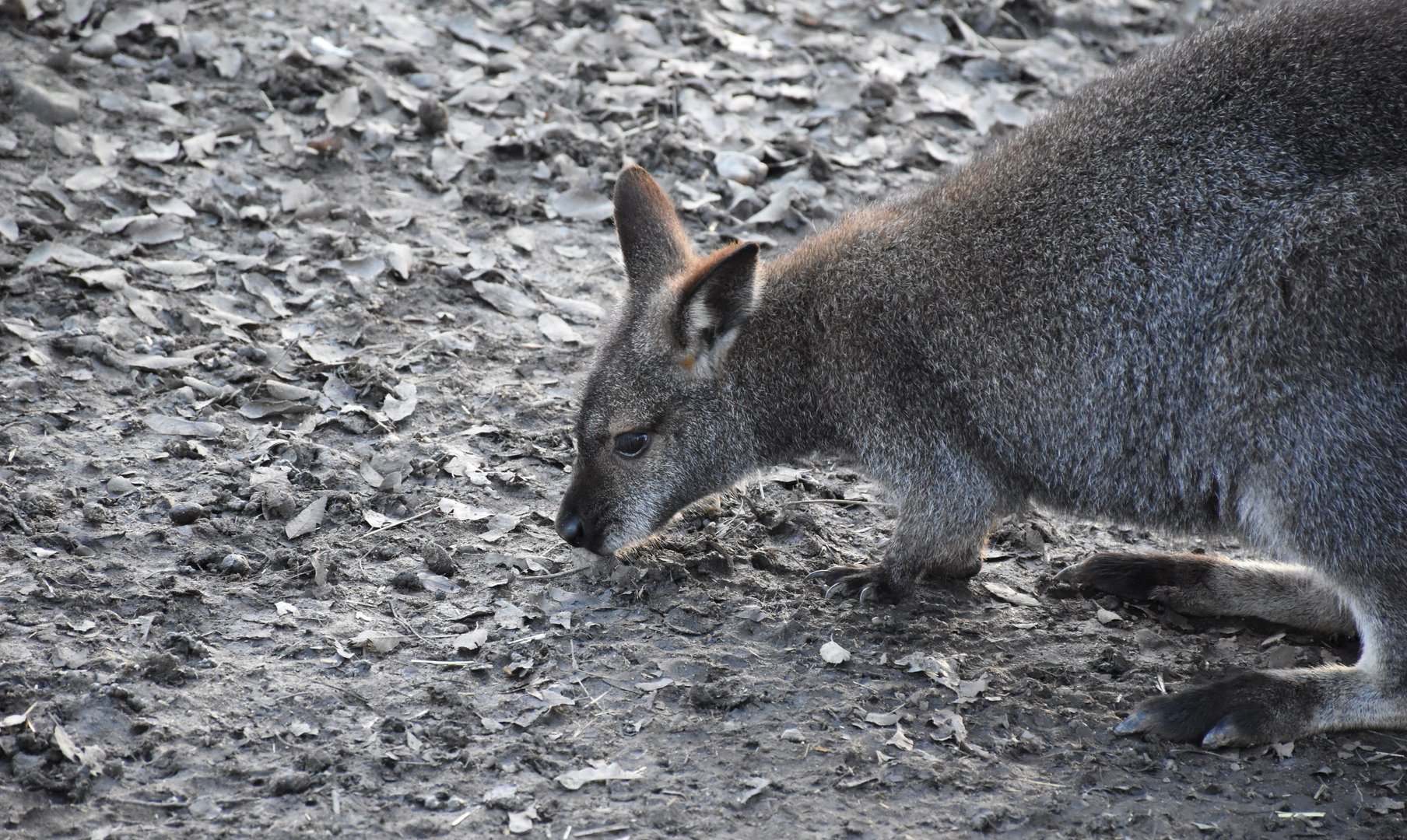 Tasmanian red-necked wallaby