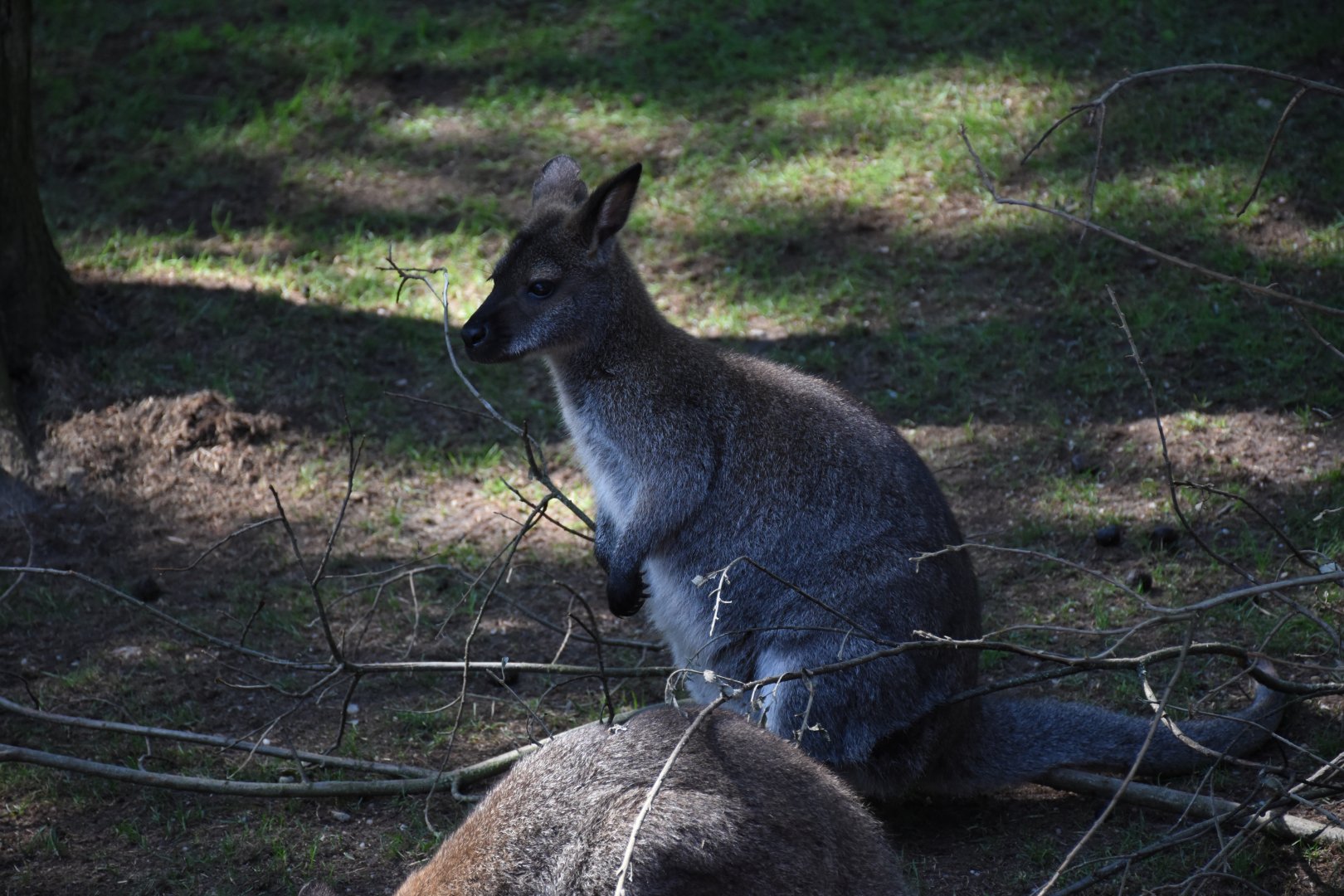 Tasmanian red-necked wallaby