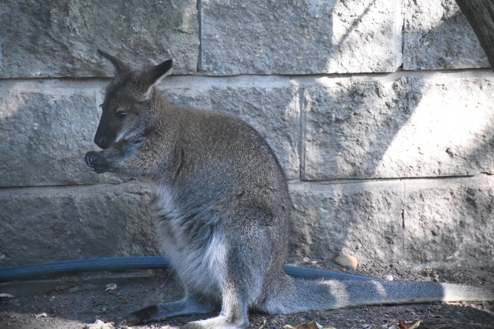 Tasmanian red-necked wallaby