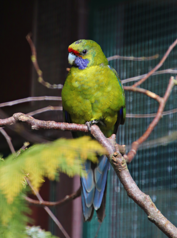 Tasmanian rosella (Platycercus caledonicus)