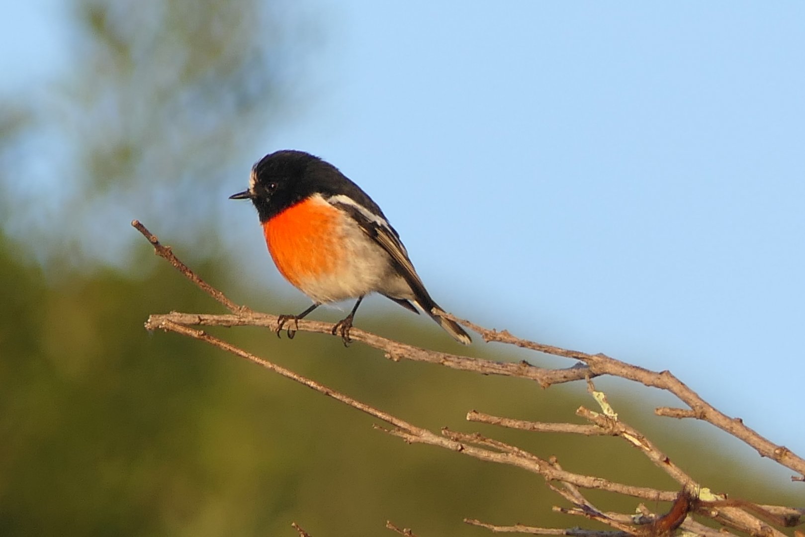 Tasmanian Scarlet Robin (Petroica boodang leggii)