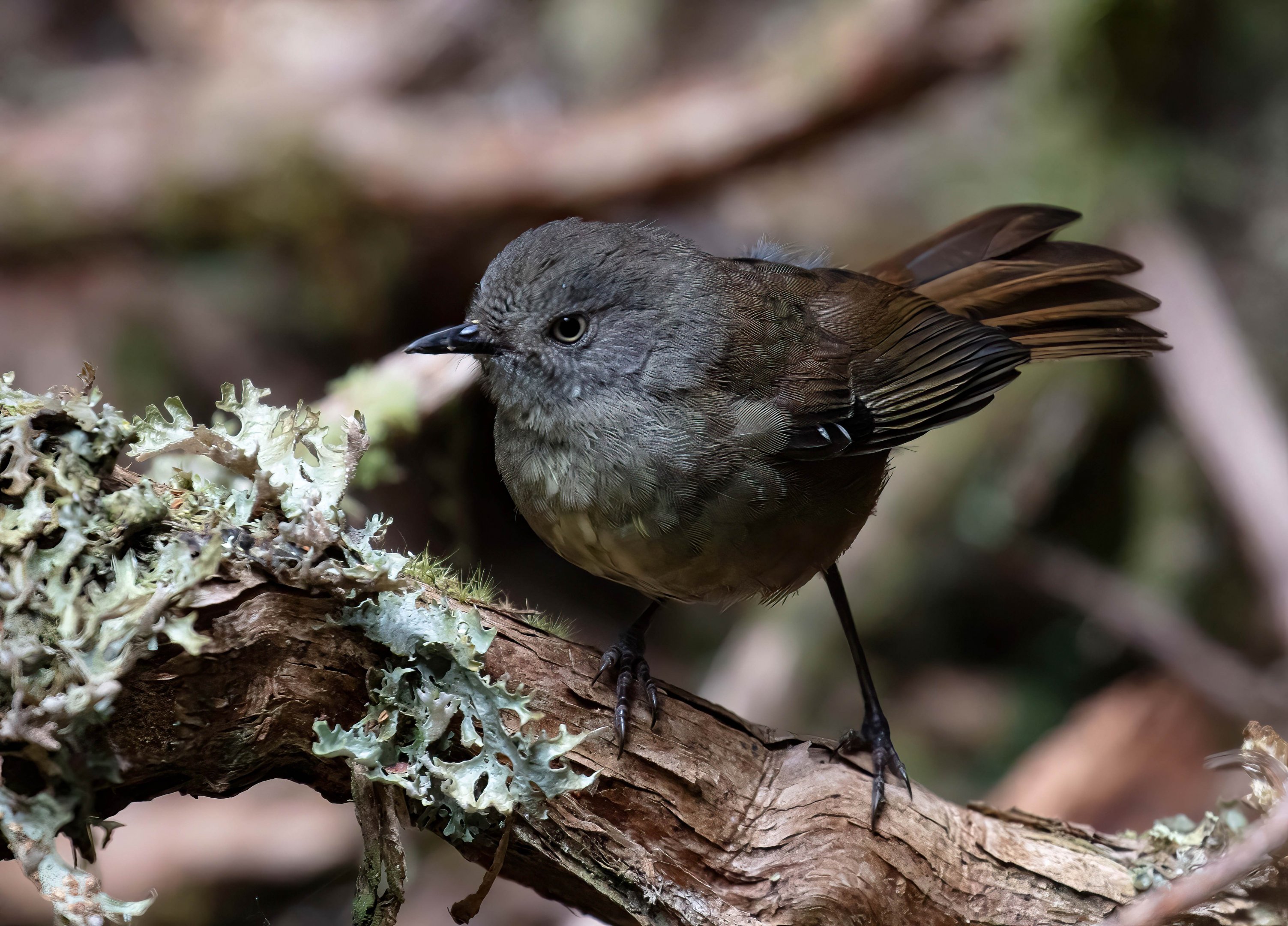 Tasmanian Scrubwren juvenile