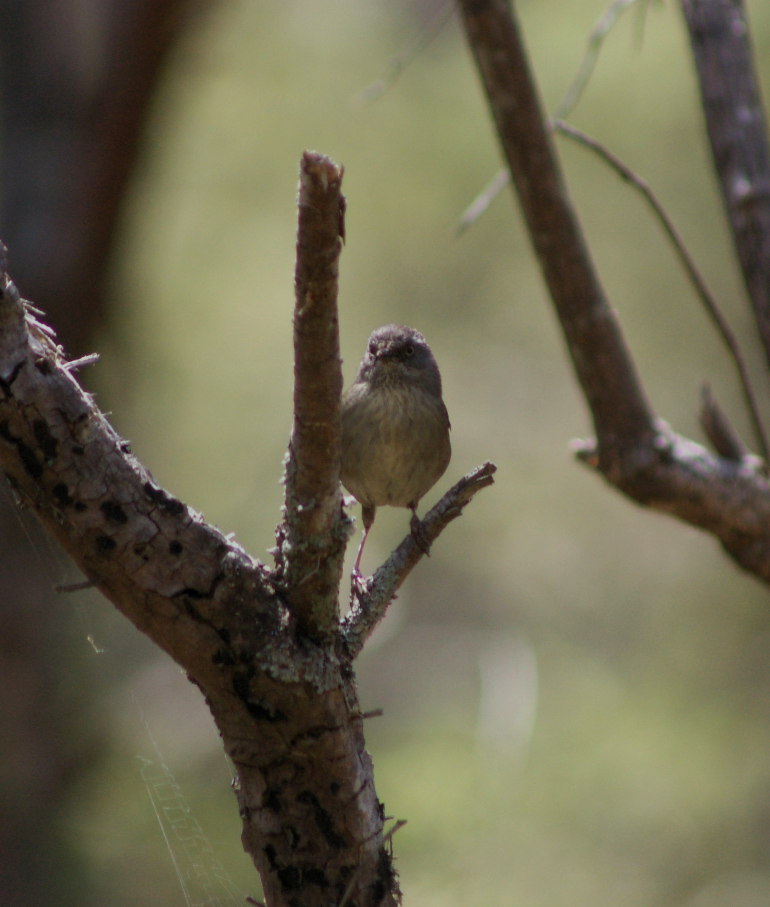 Tasmanian Scrubwren (Sericornis humilis)