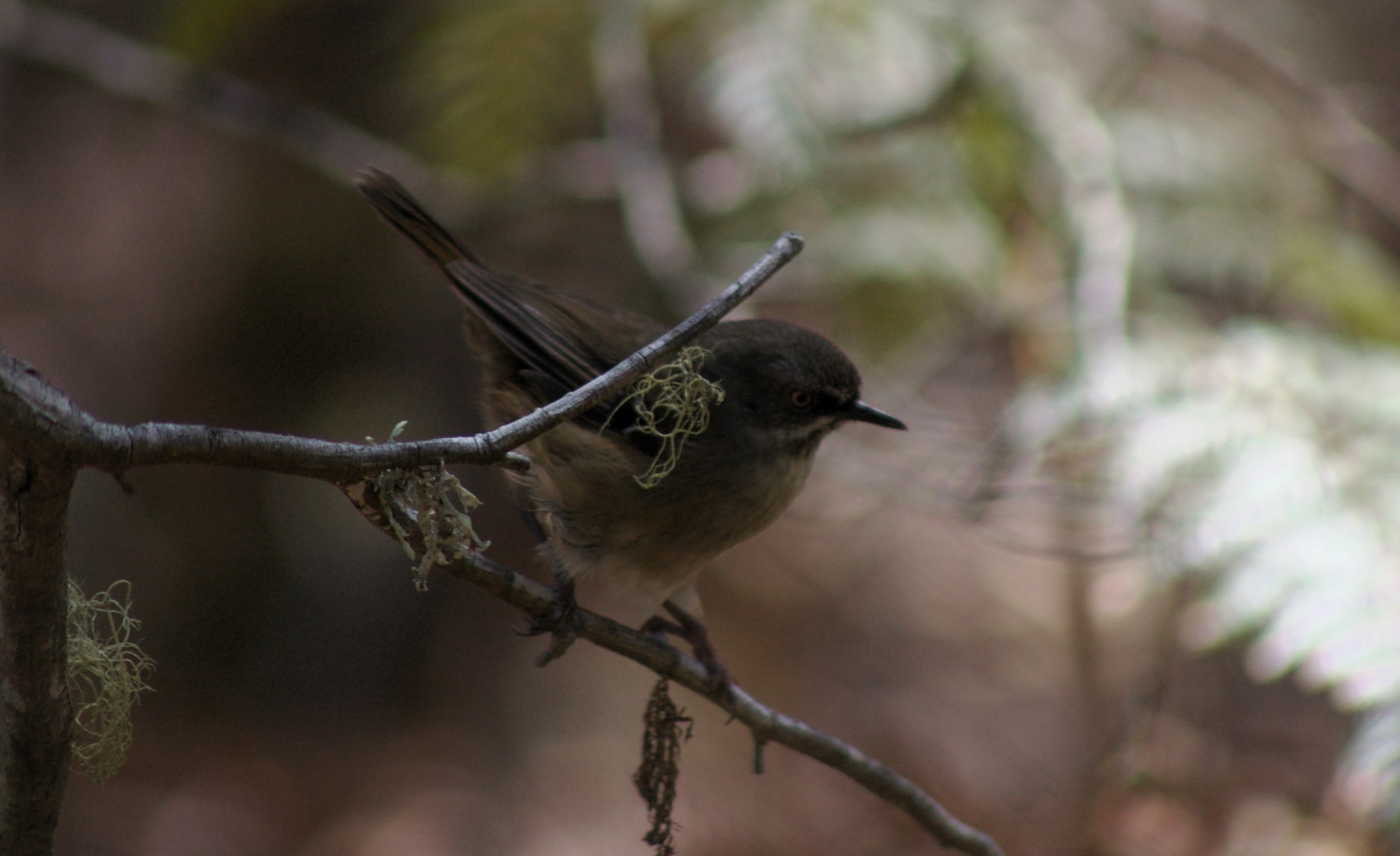Tasmanian Scrubwren (Sericornis humilis)