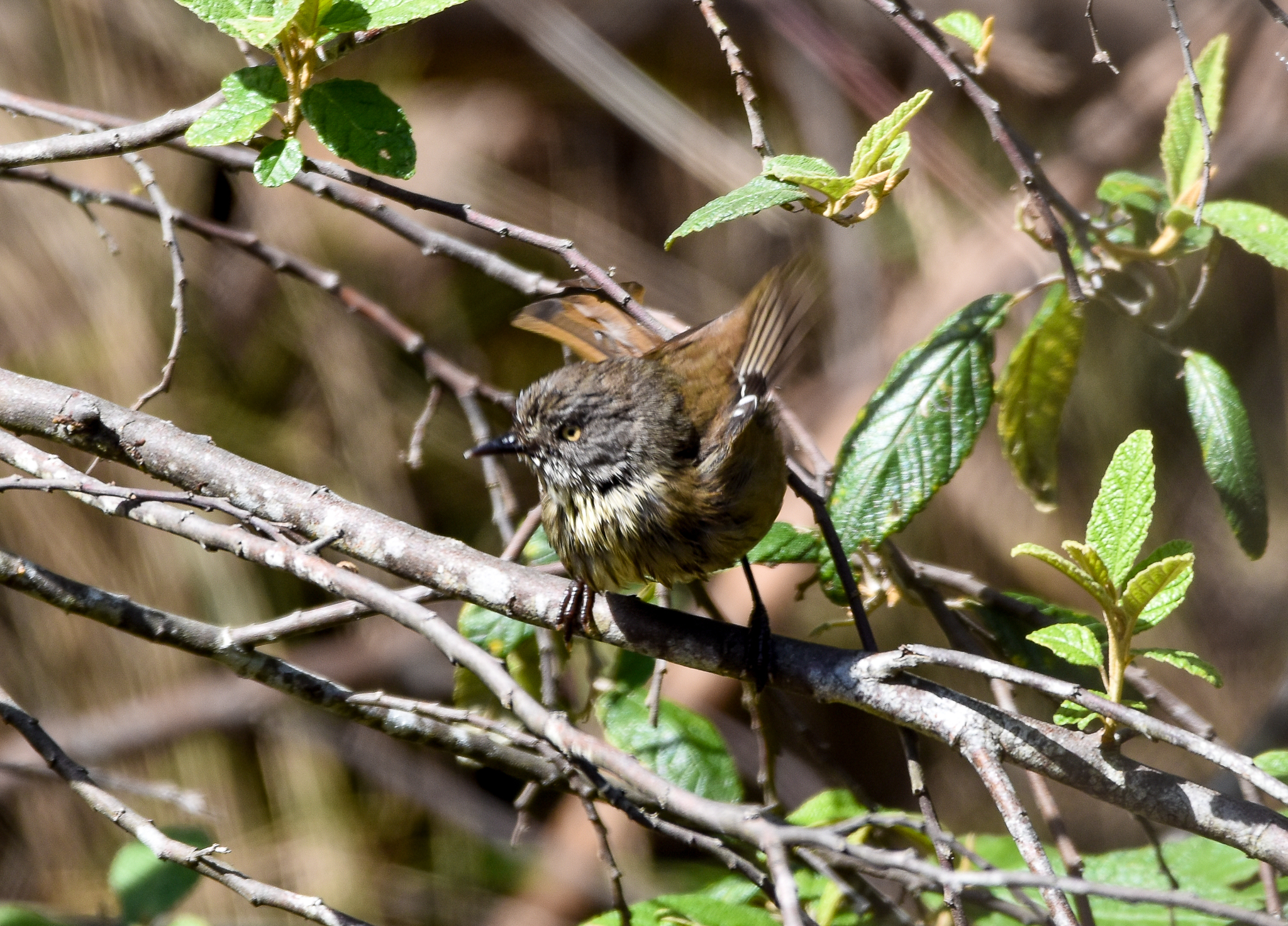 Tasmanian Scrubwren