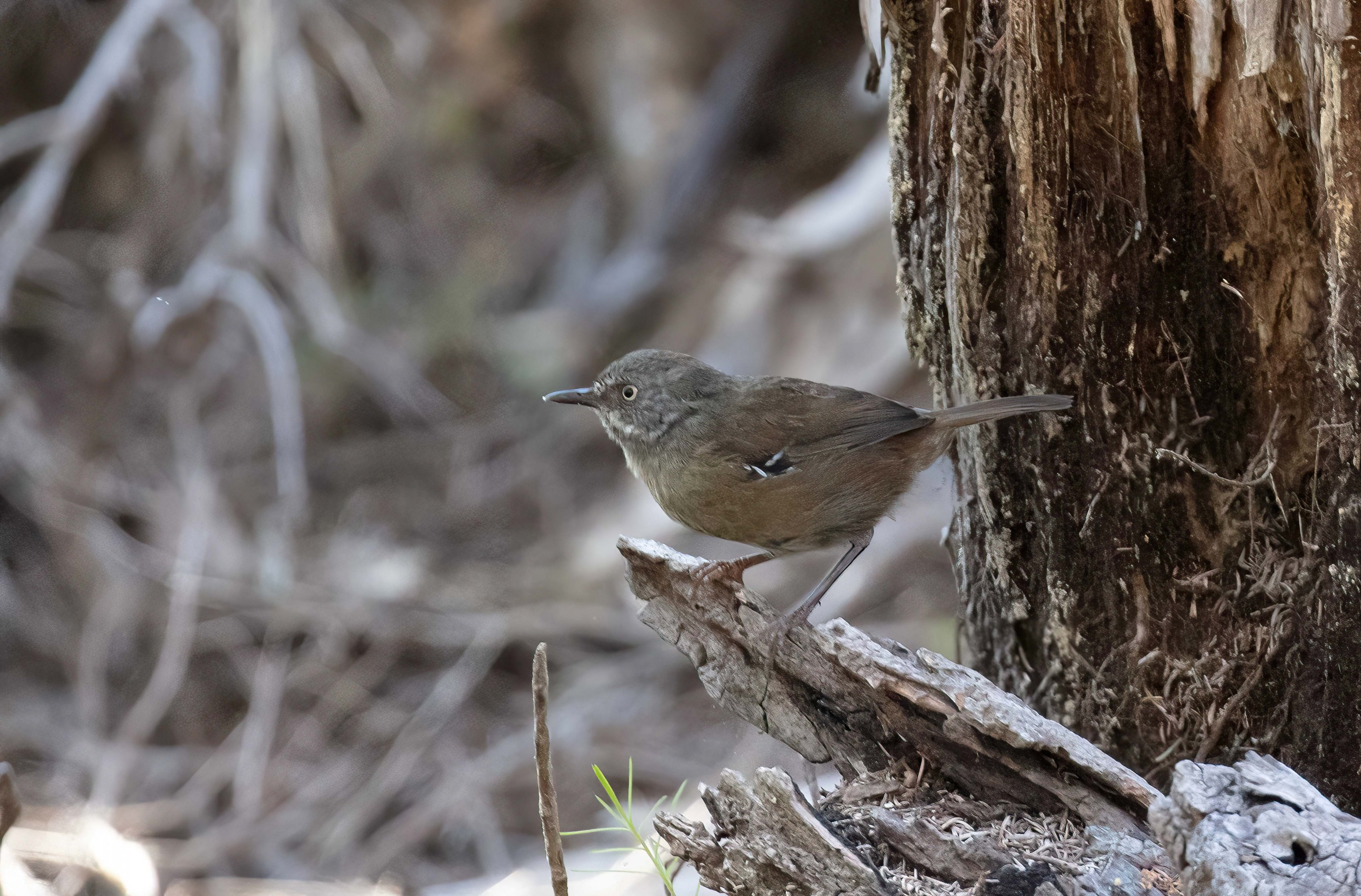 Tasmanian Scrubwren