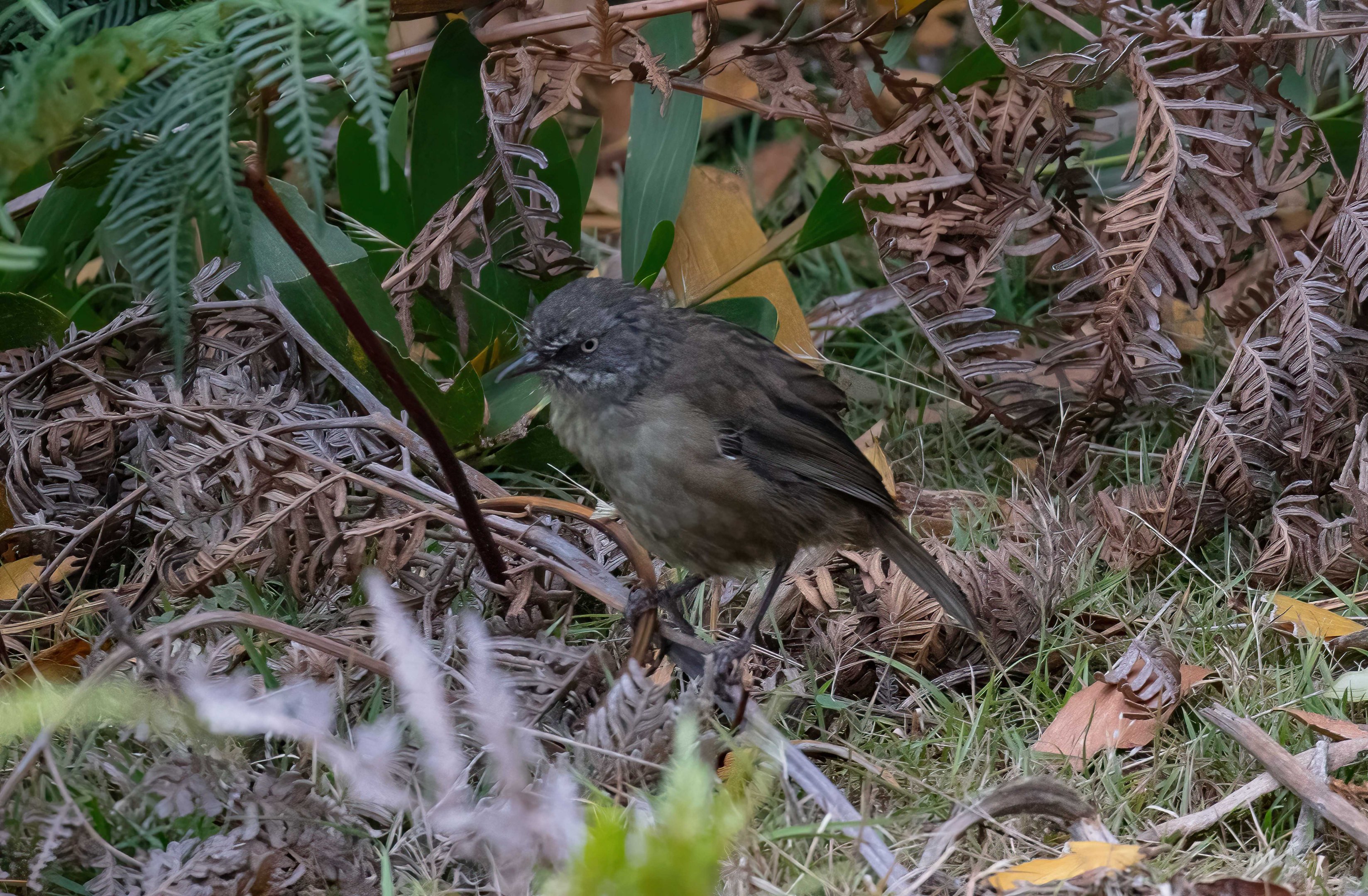 Tasmanian Scrubwren