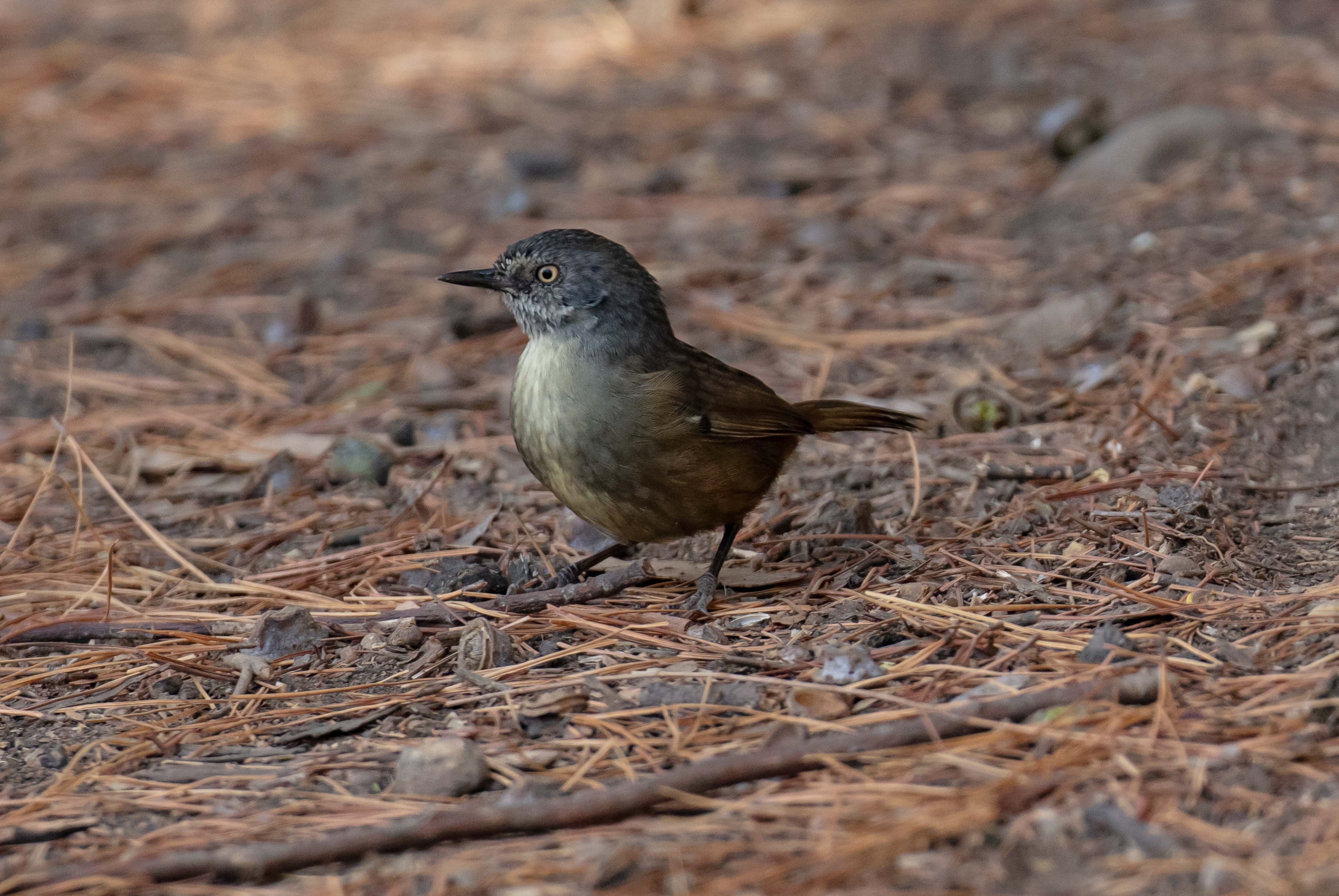 Tasmanian Scrubwren