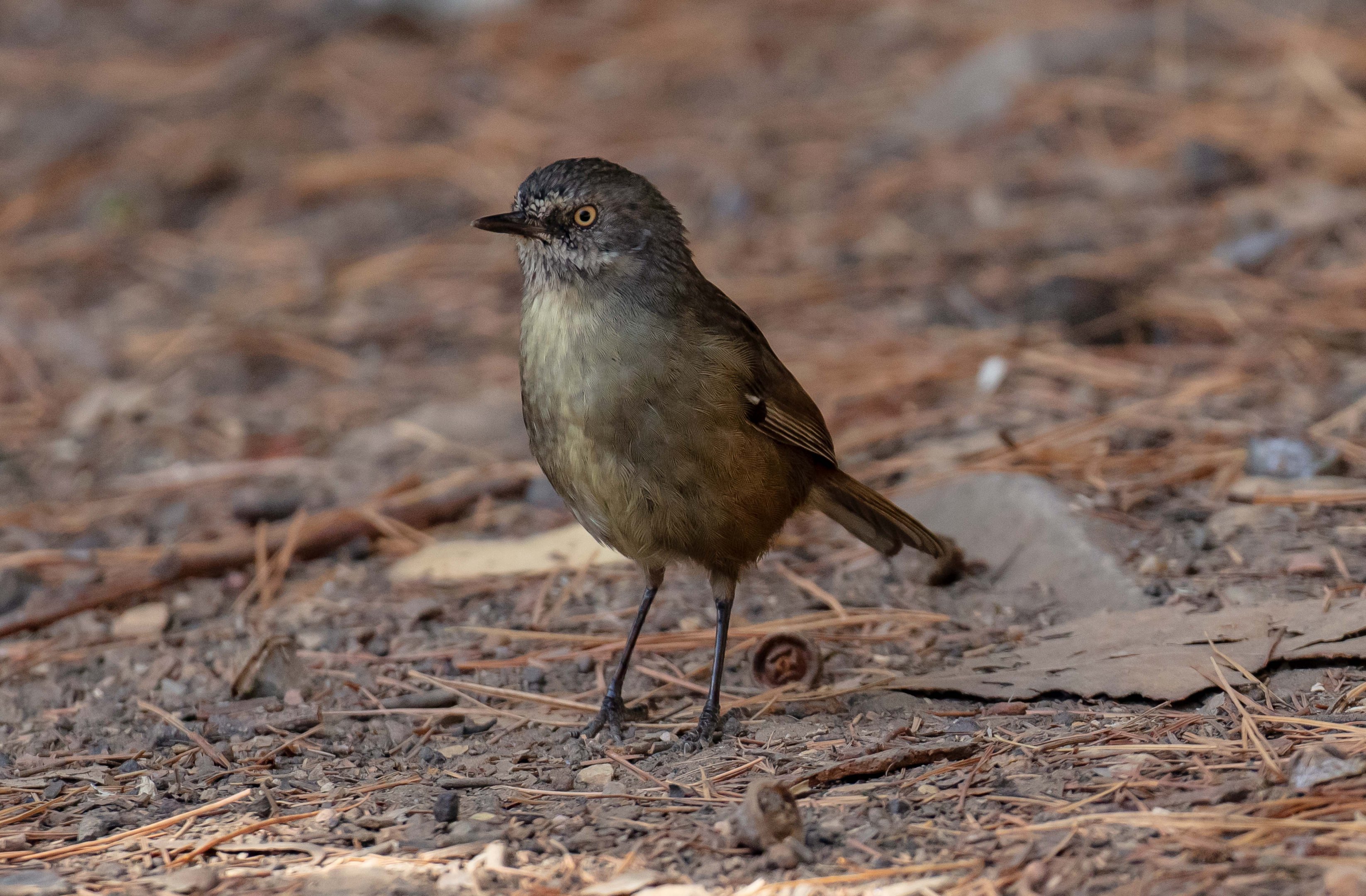 Tasmanian Scrubwren
