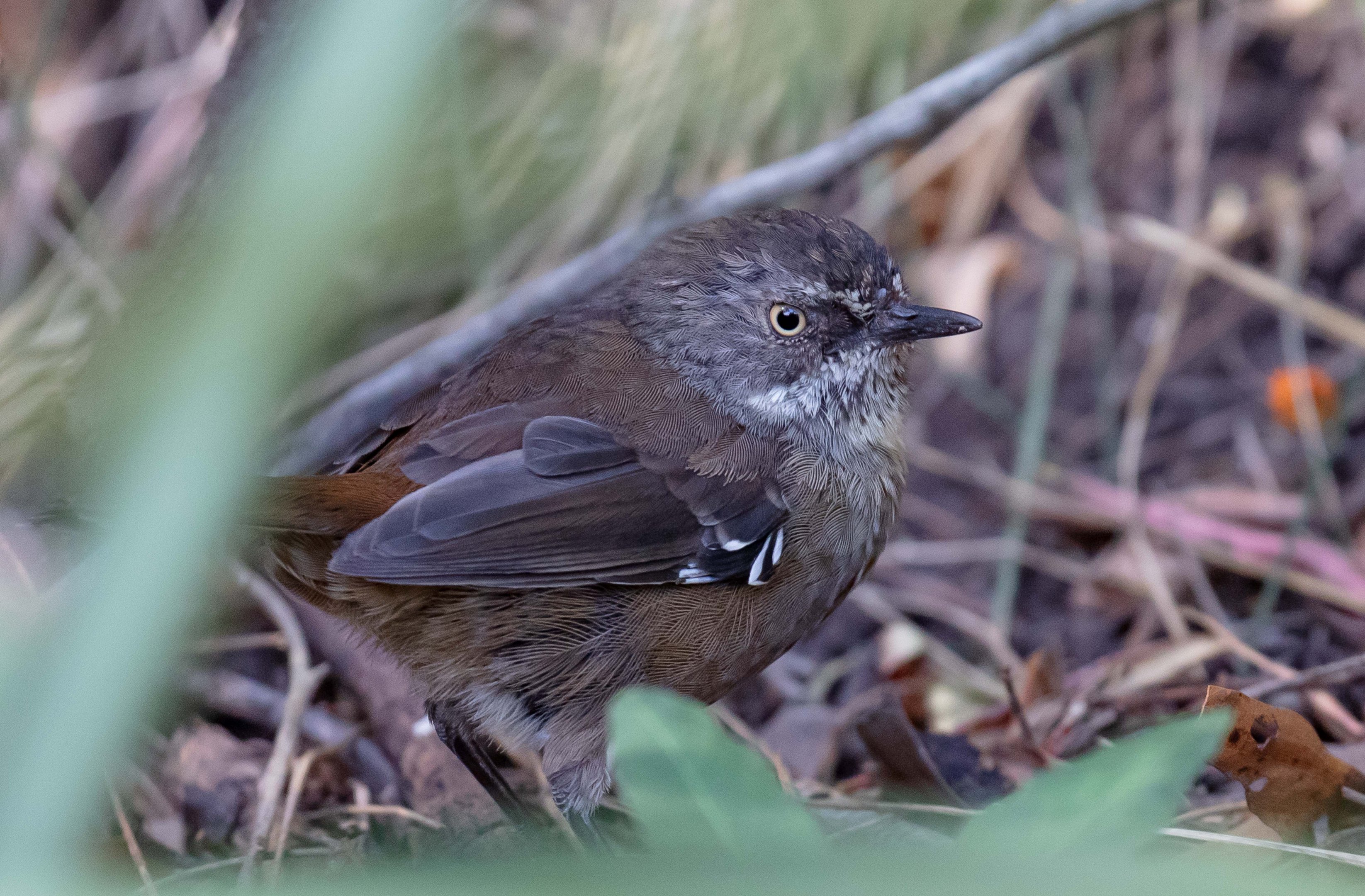 Tasmanian Scrubwren