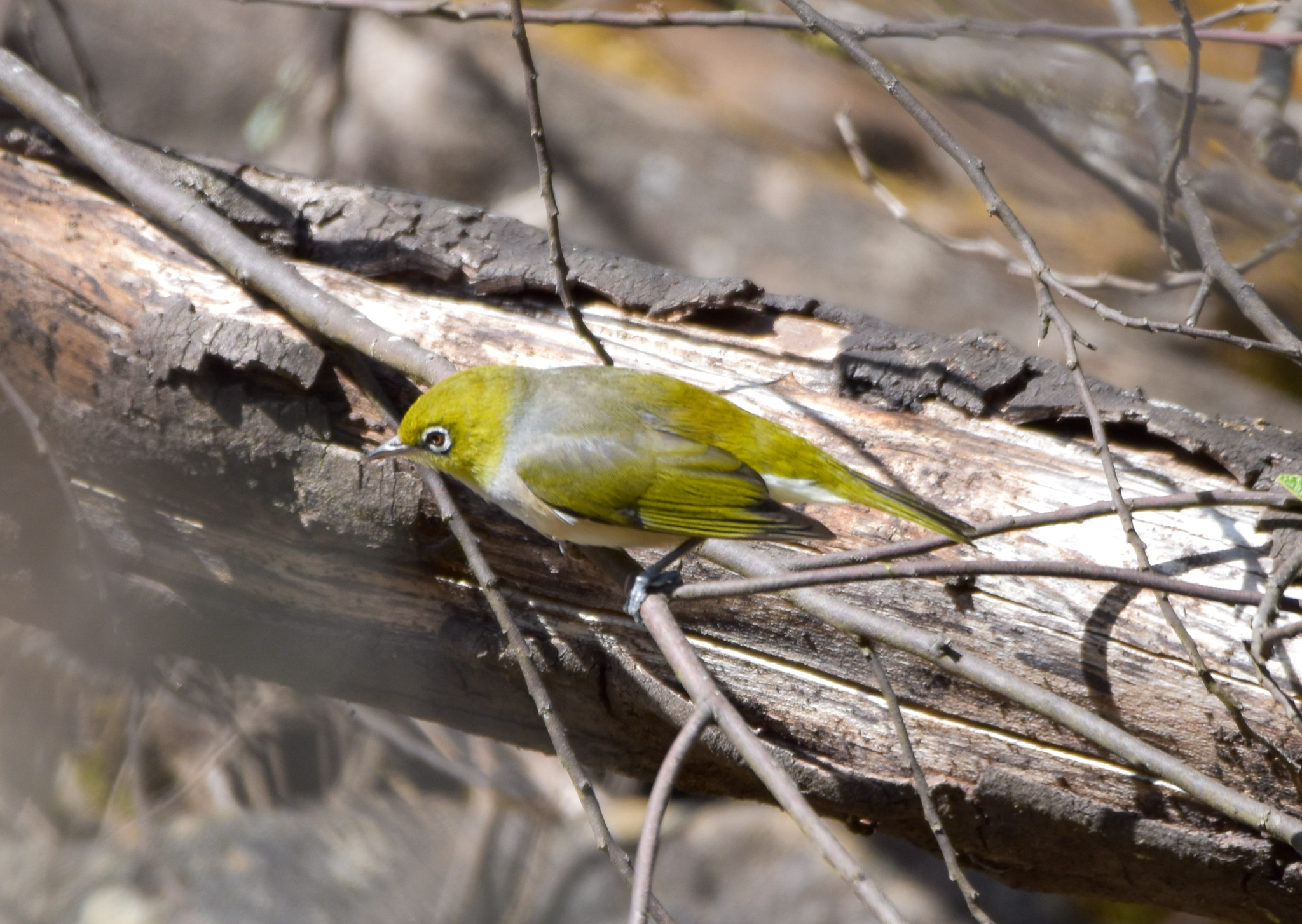 Tasmanian Silvereye