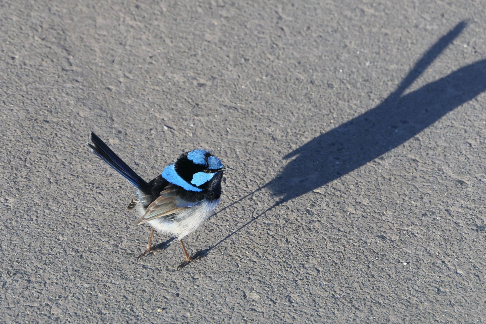 Tasmanian Superb Fairywren (Malurus cyaneus cyaneus)