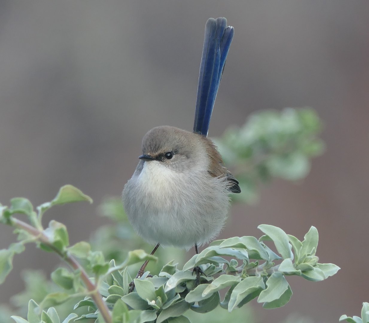 Tasmanian Superb Fairywren (Malurus cyaneus cyaneus)