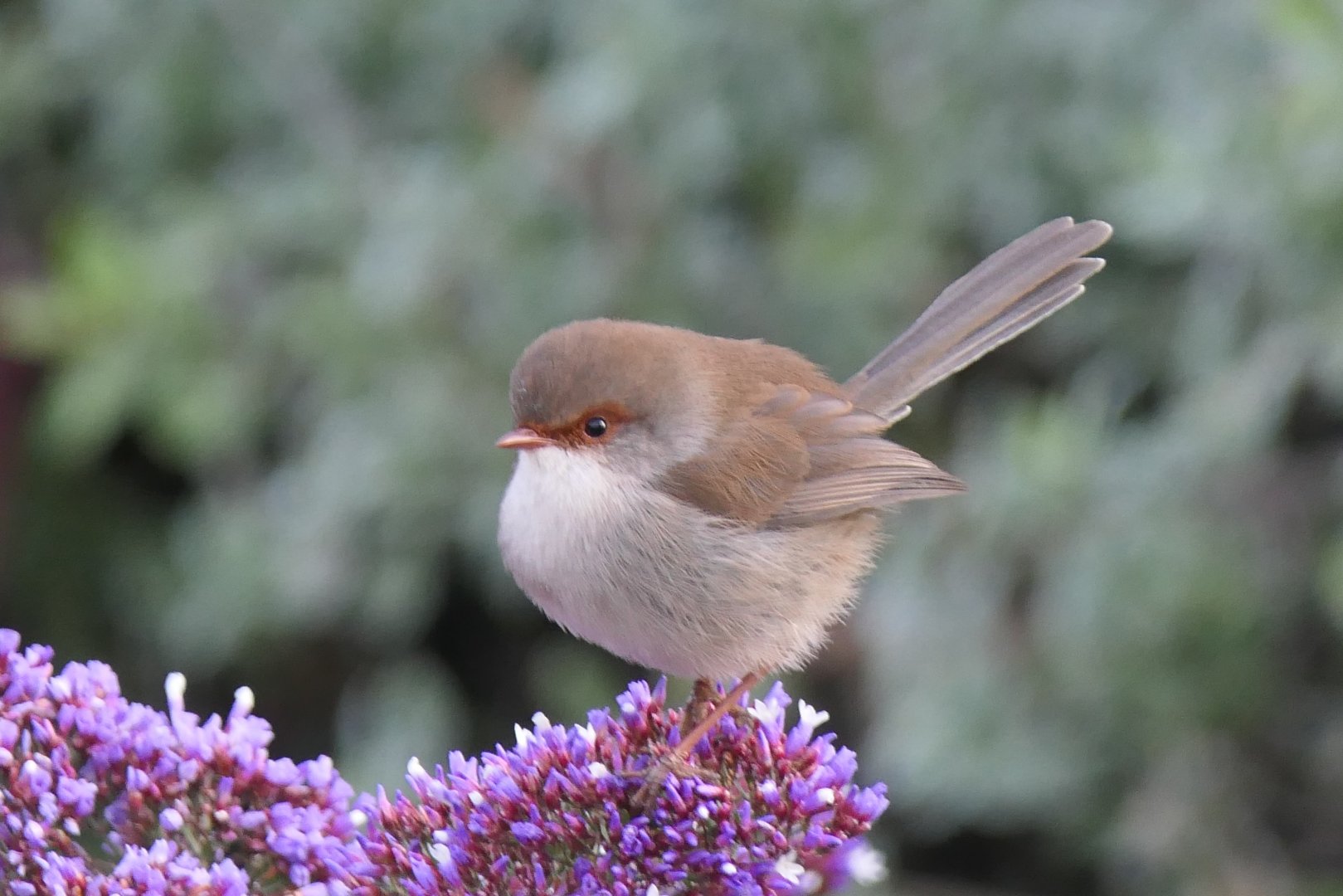 Tasmanian Superb Fairywren (Malurus cyaneus cyaneus)