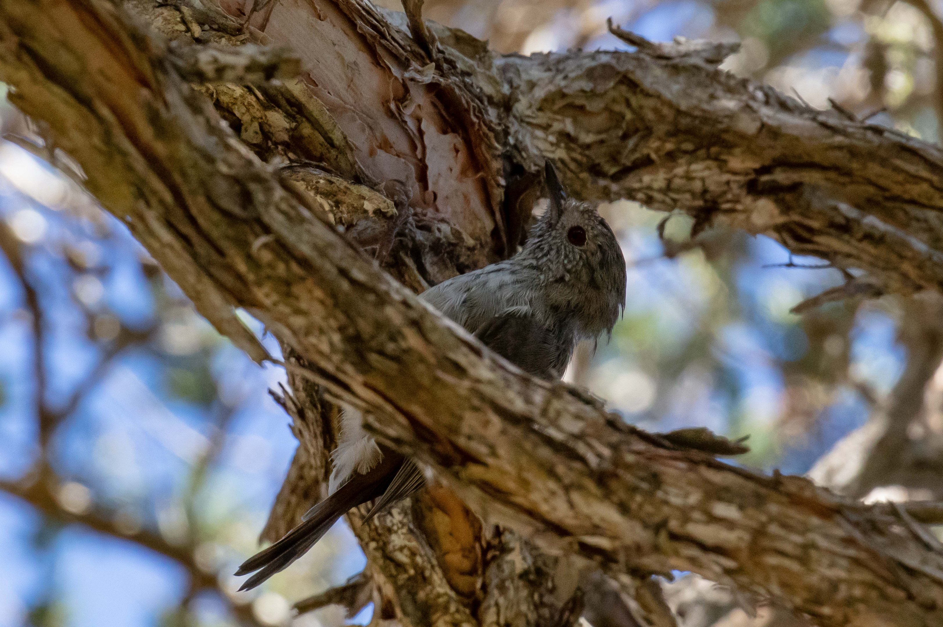 Tasmanian Thornbill