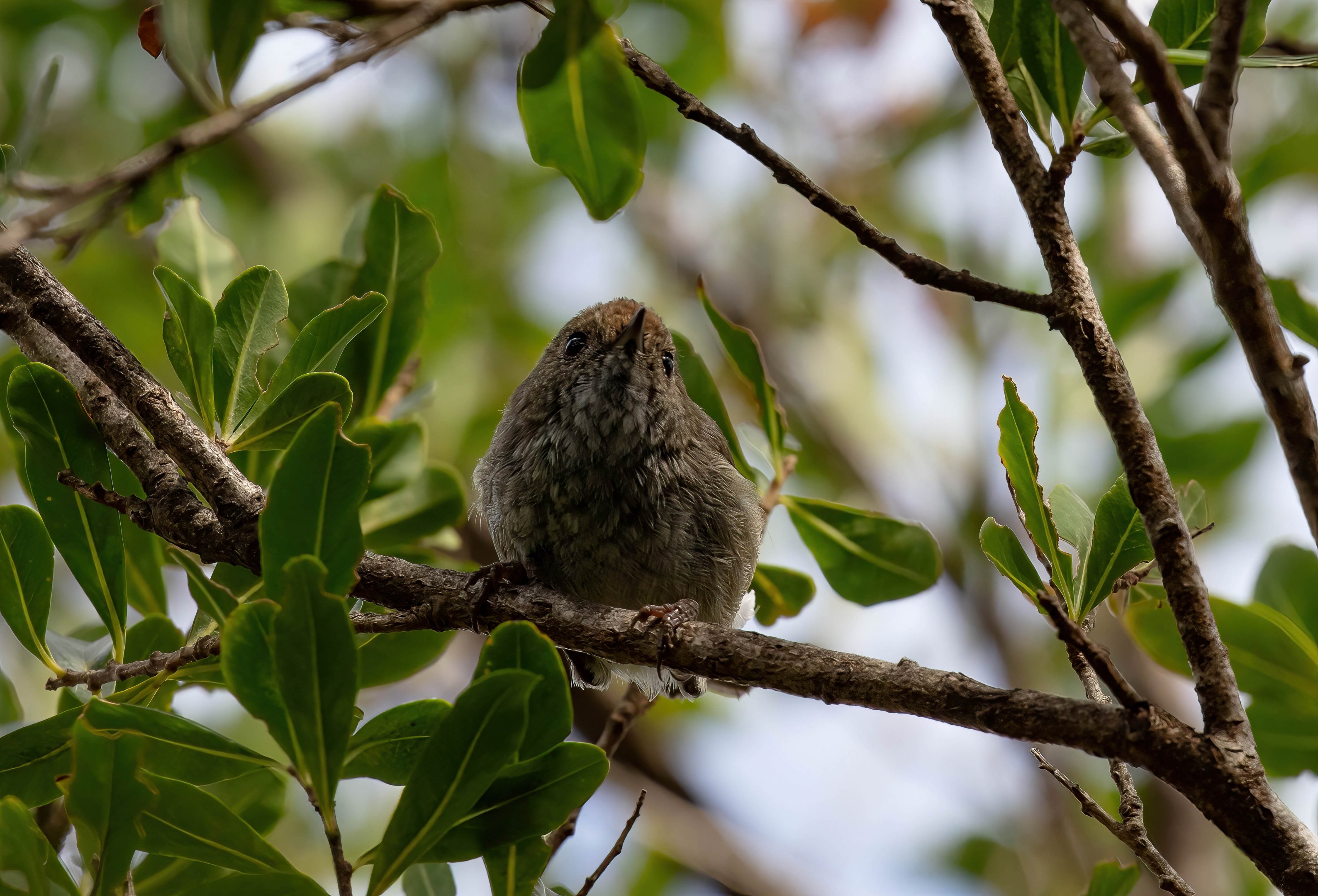 Tasmanian Thornbill
