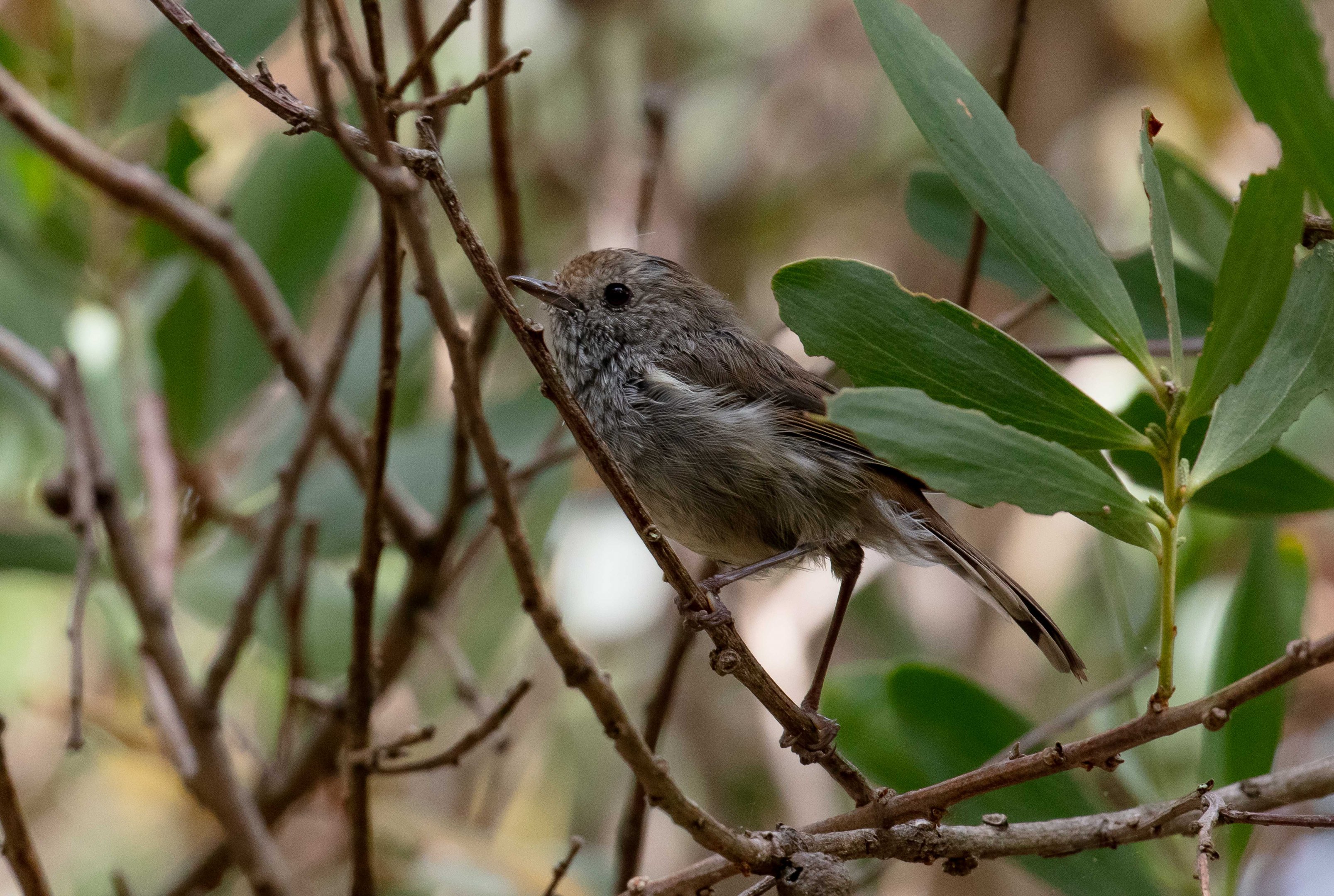 Tasmanian Thornbill