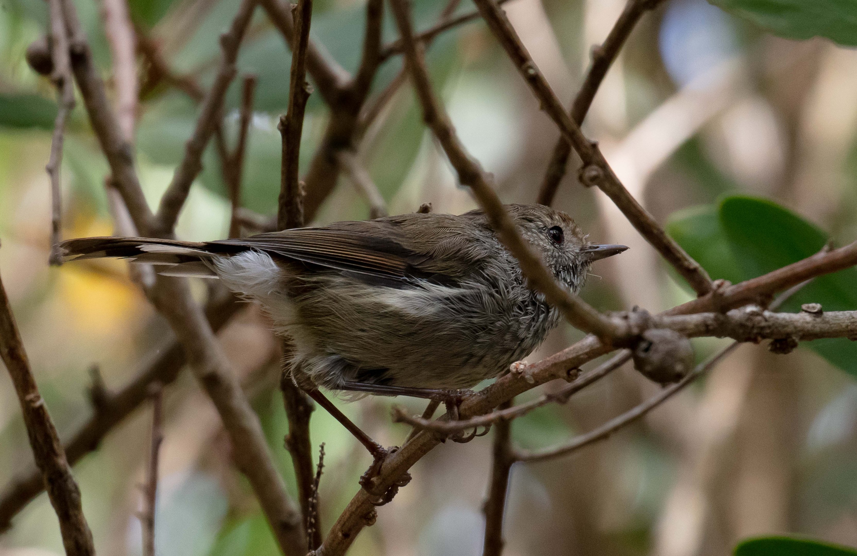 Tasmanian Thornbill