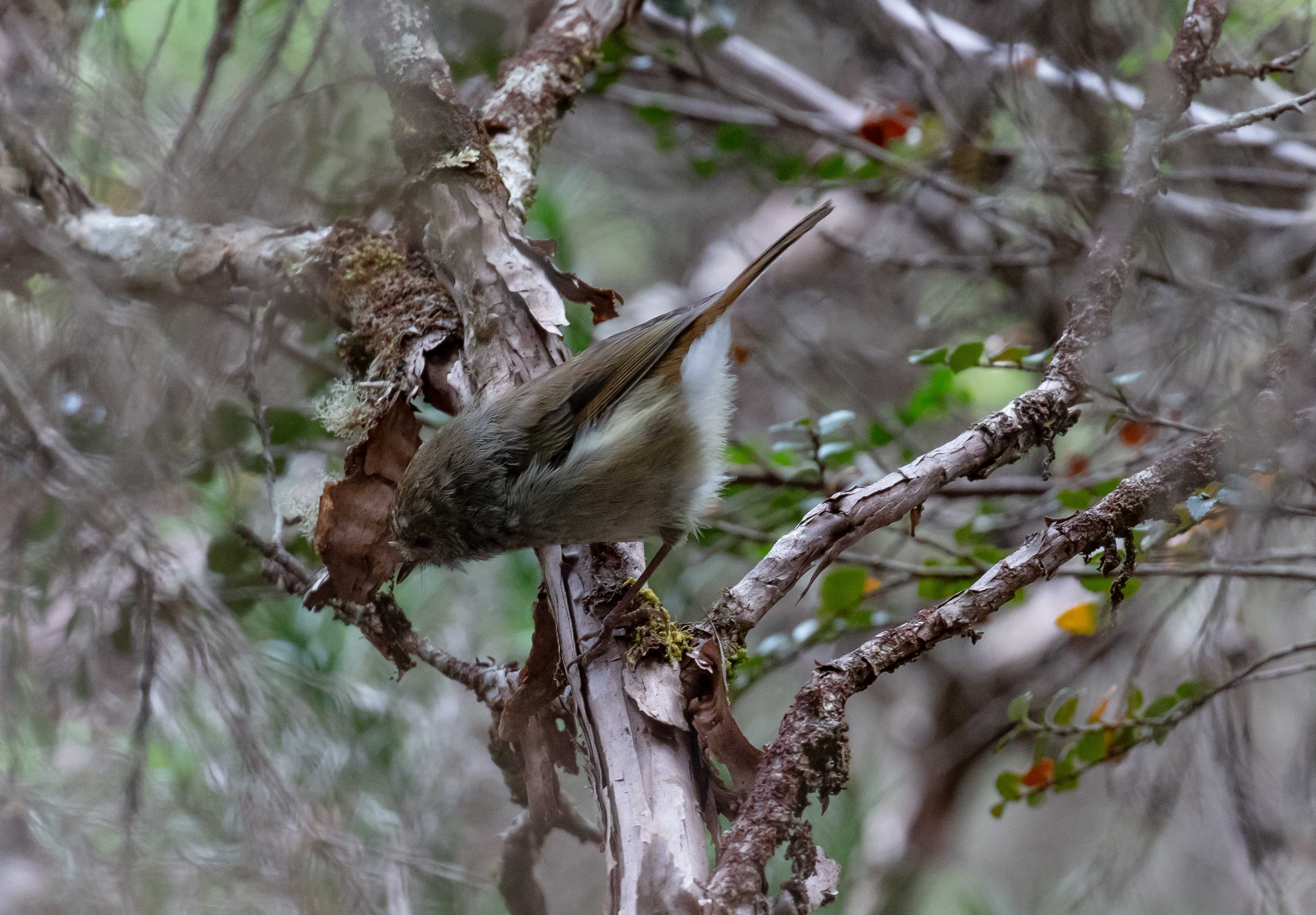Tasmanian Thornbill