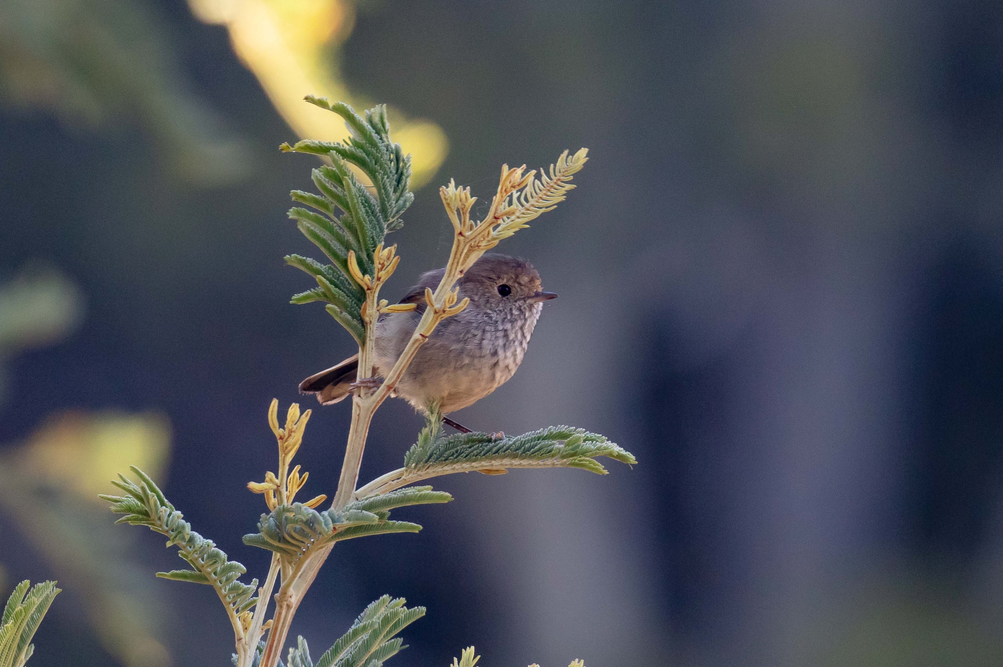 Tasmanian Thornbill