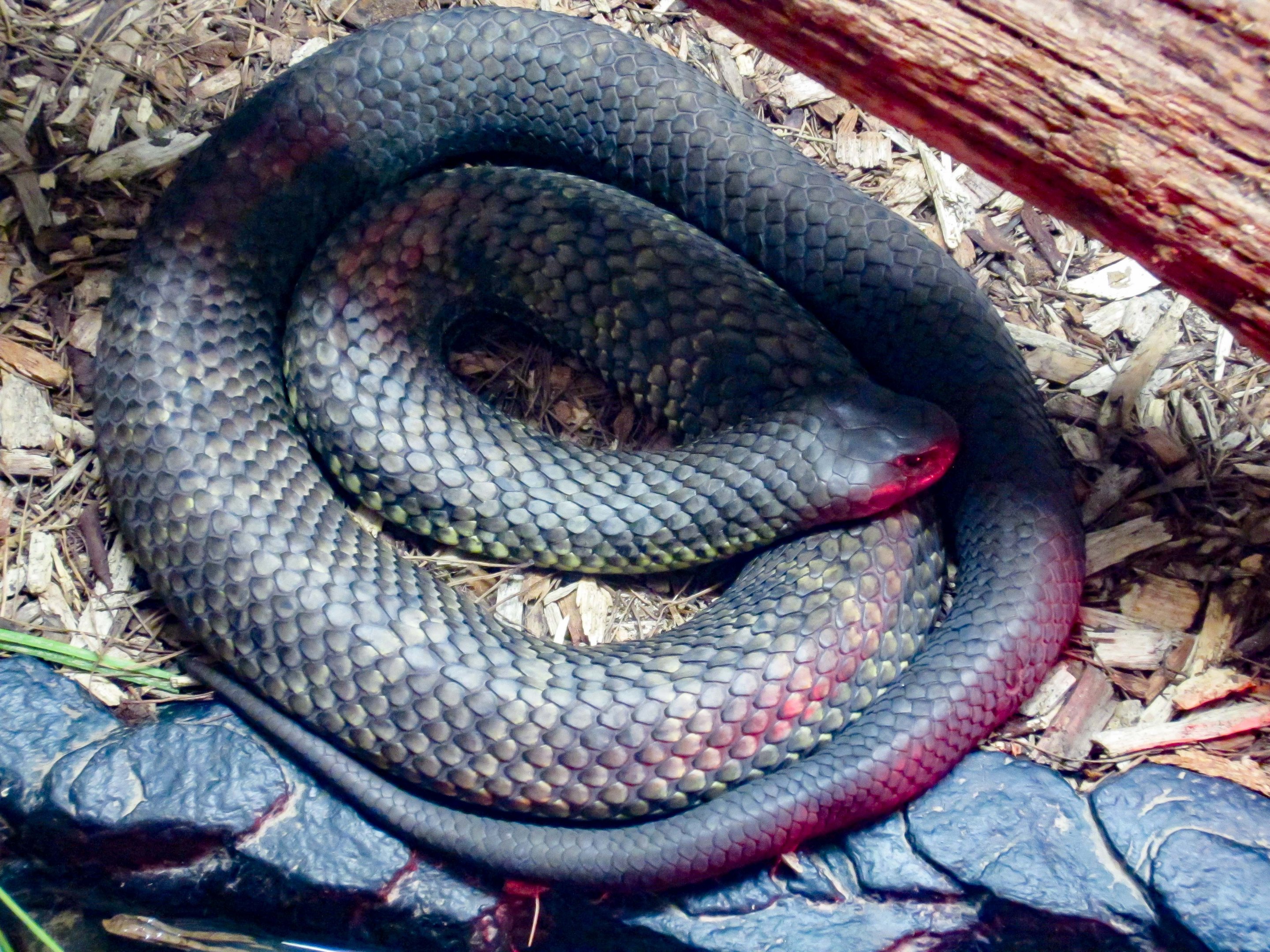 Tasmanian Tiger Snake