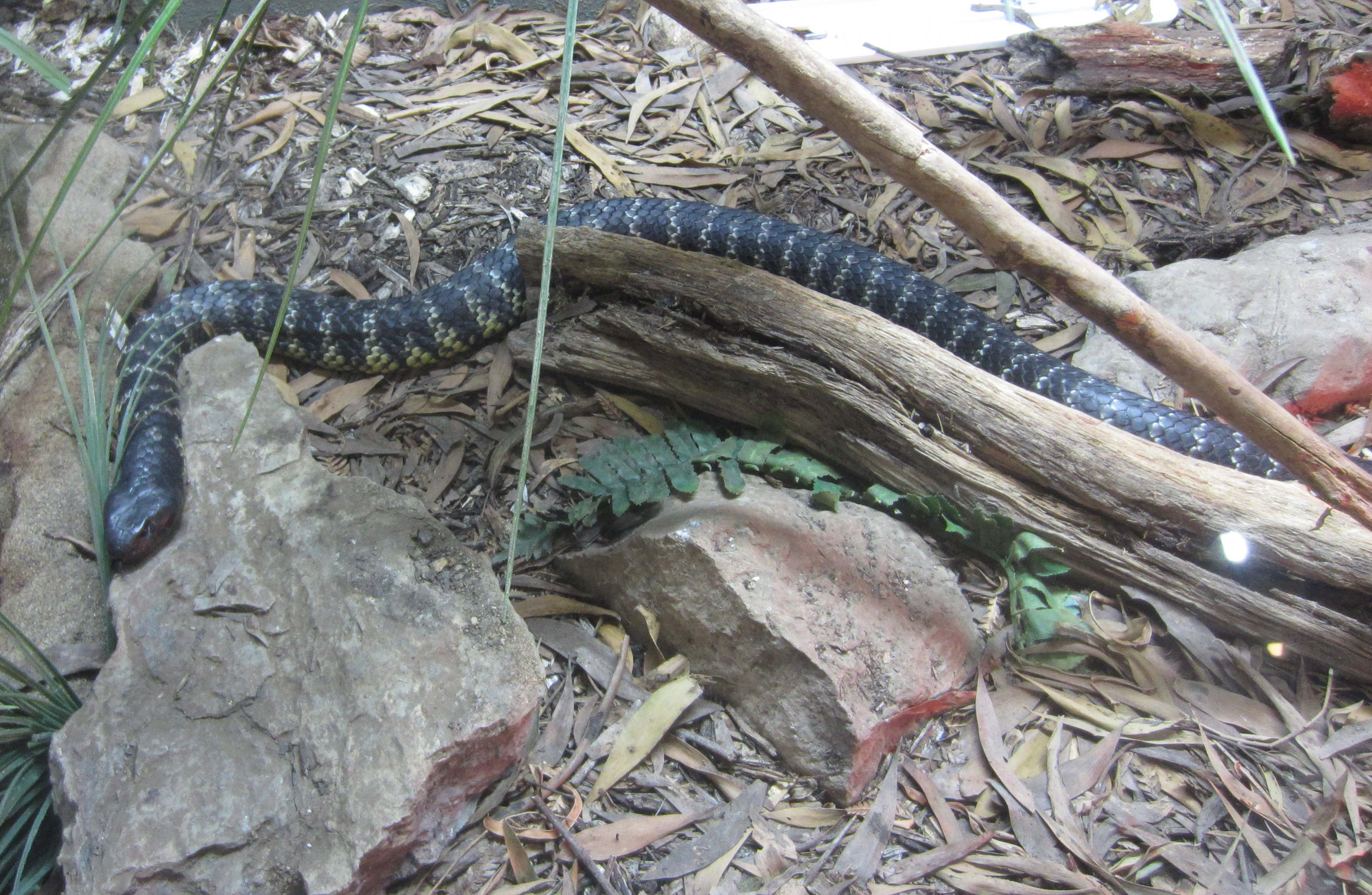 Tasmanian Tiger Snake