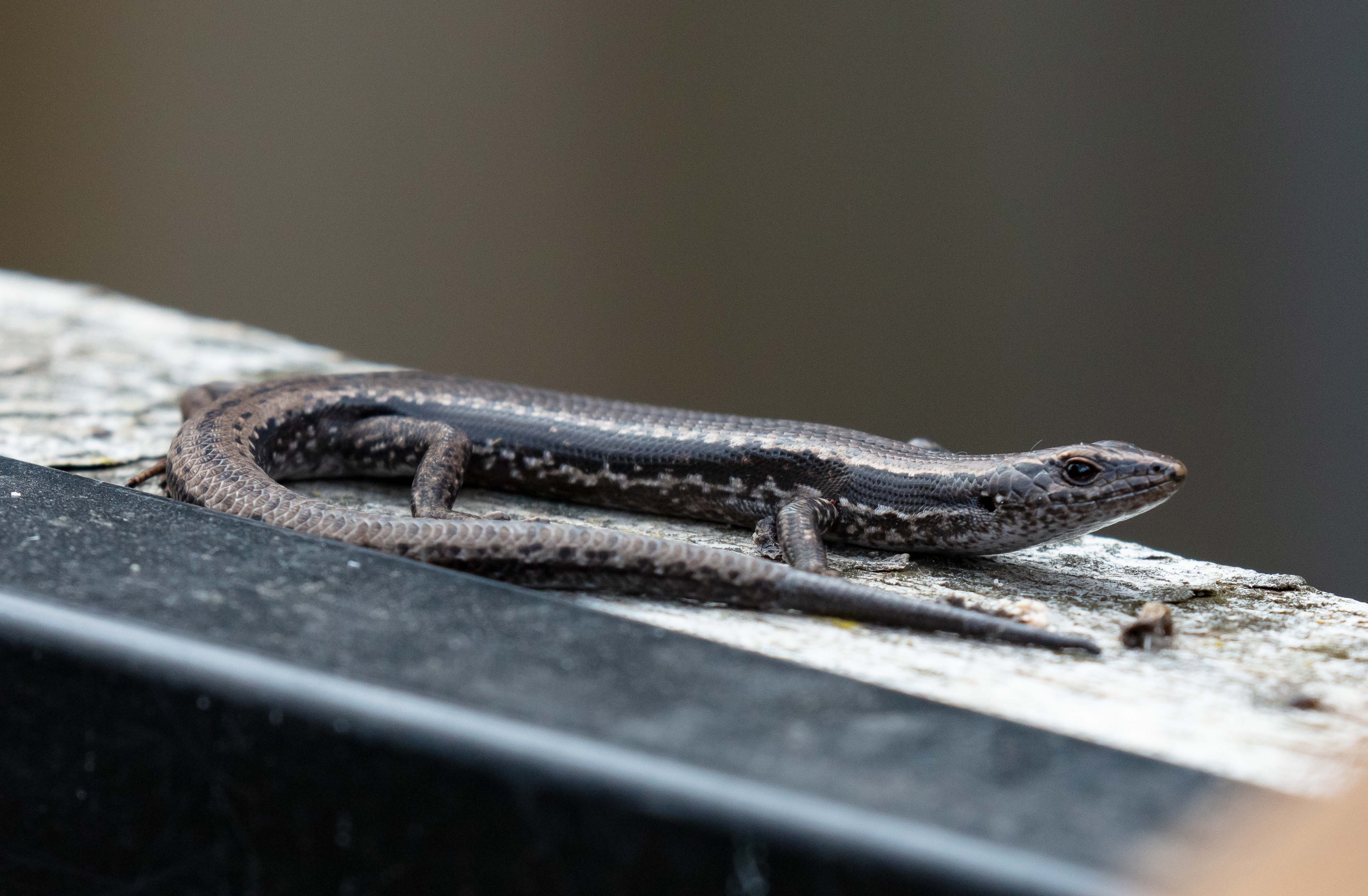 Tasmanian Tree Skink (wild lizard)