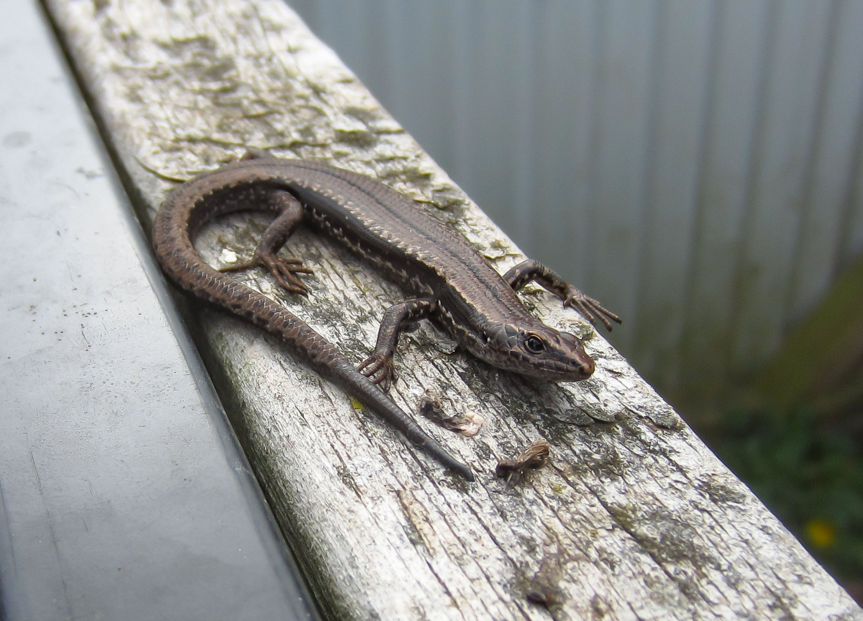 Tasmanian Tree Skink