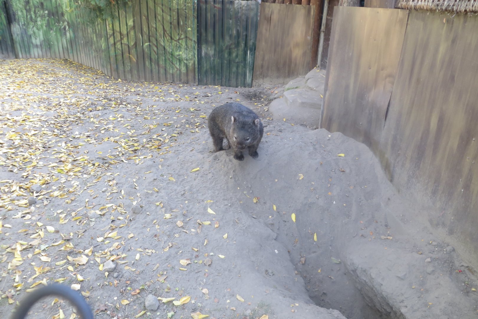 Tasmanian wombat 171018