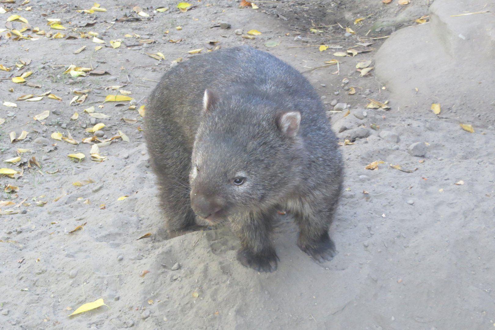 Tasmanian wombat 171018