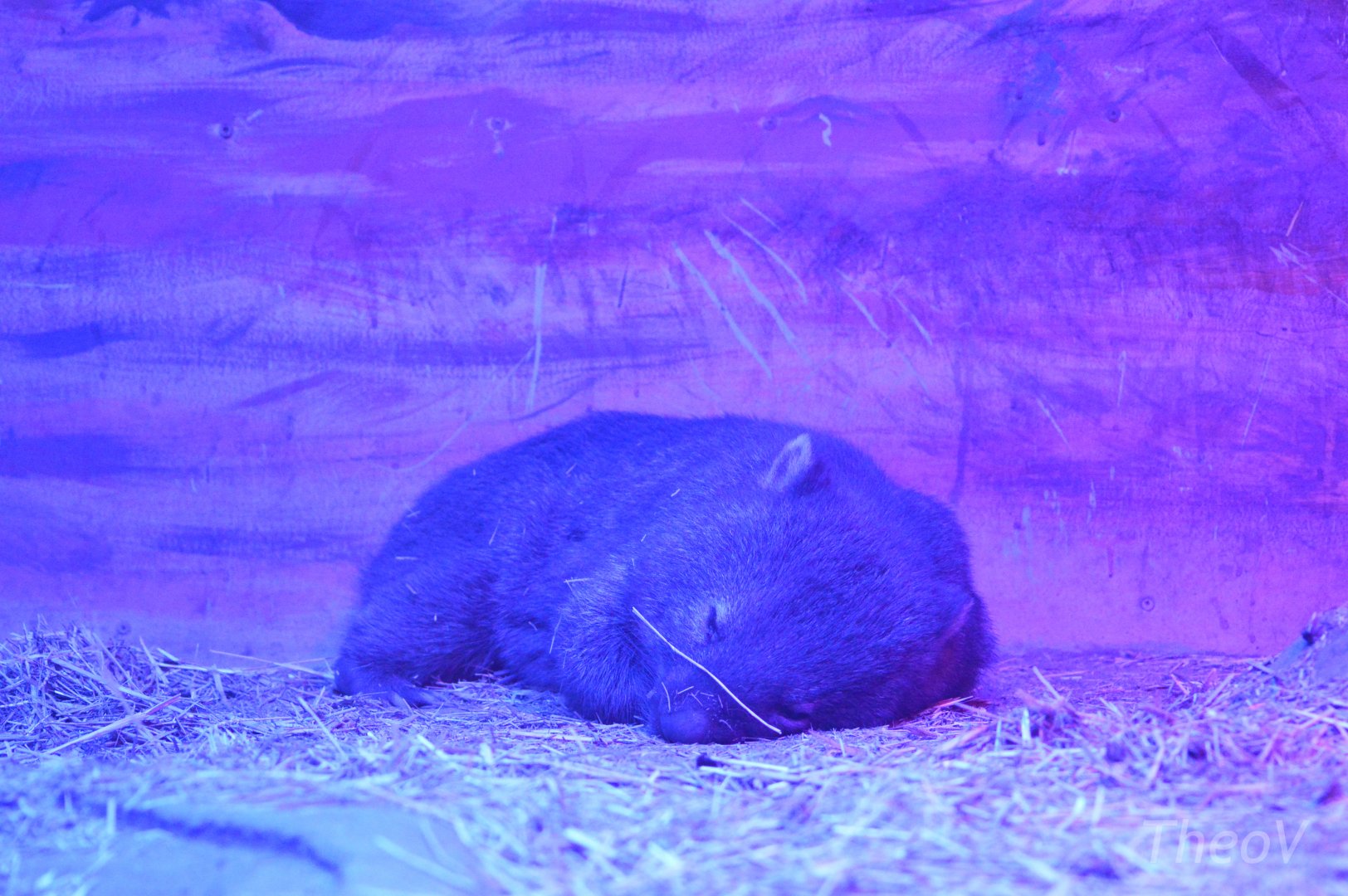 Tasmanian wombat [2017]