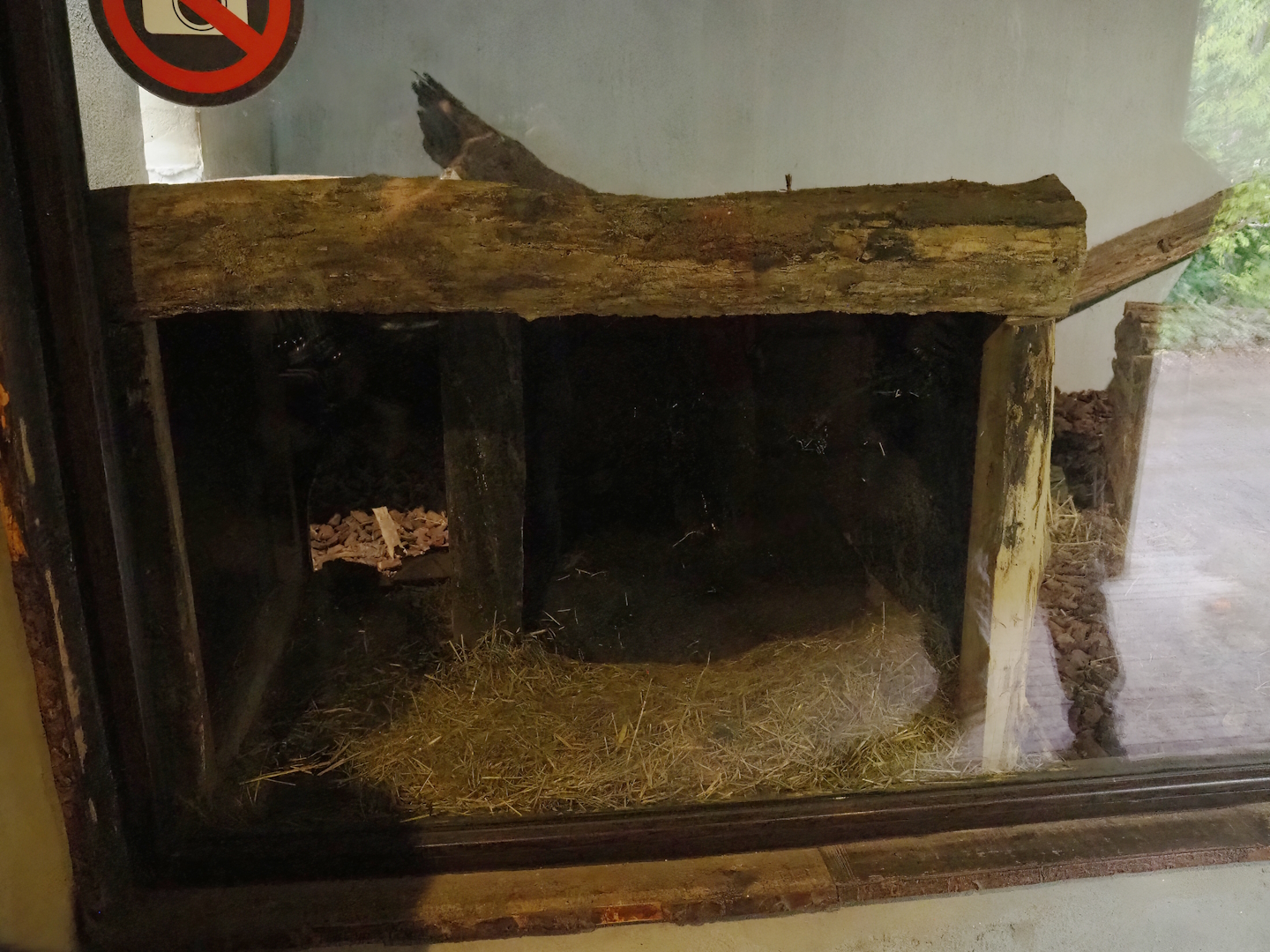 Tasmanian wombat den, 2023-10-13