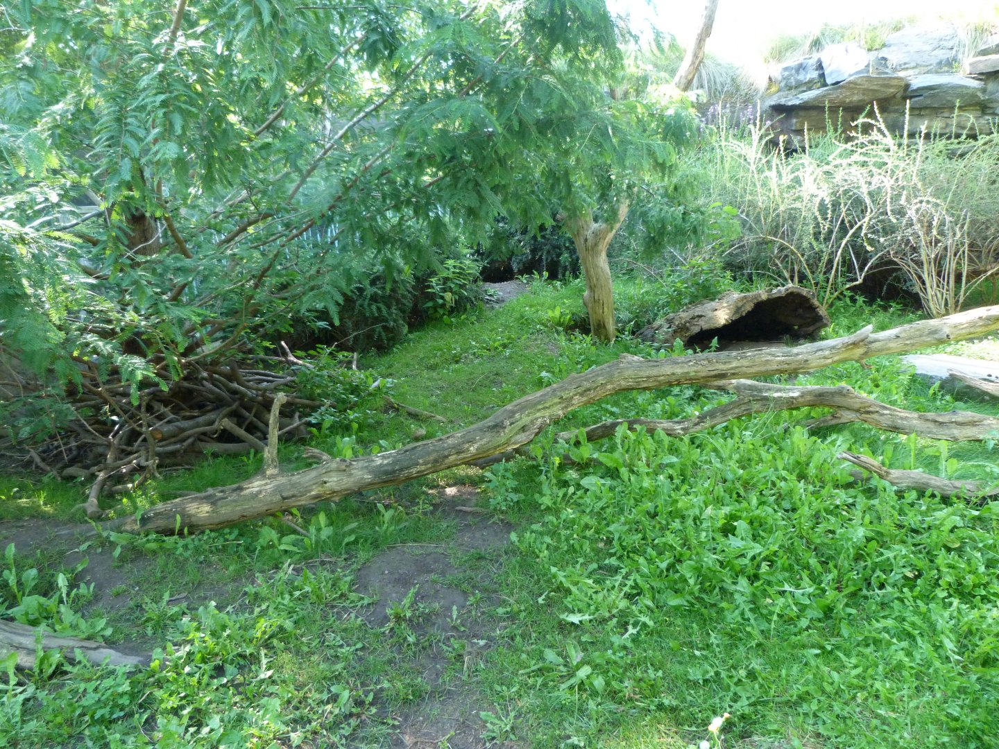 Tasmanian wombat exhibit -Zoo Praha (2025)