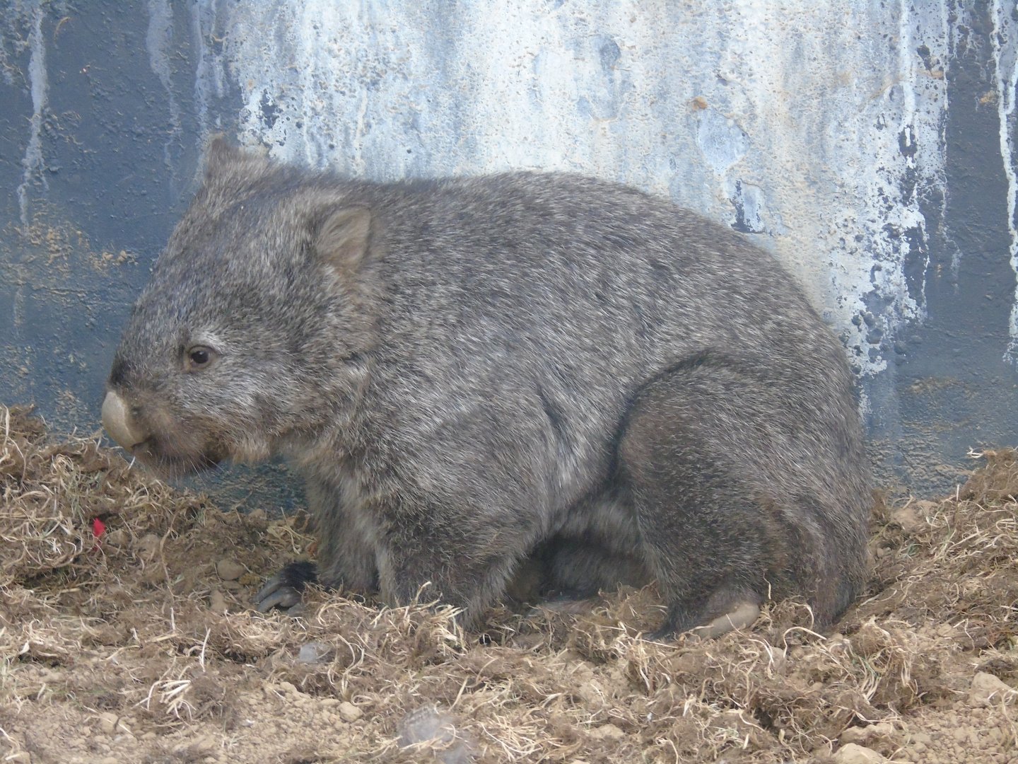 Tasmanian wombat - July 2018