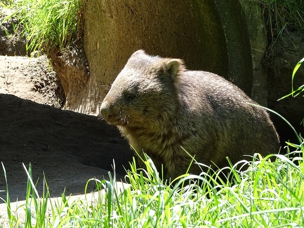 Tasmanian wombat (new 2020)