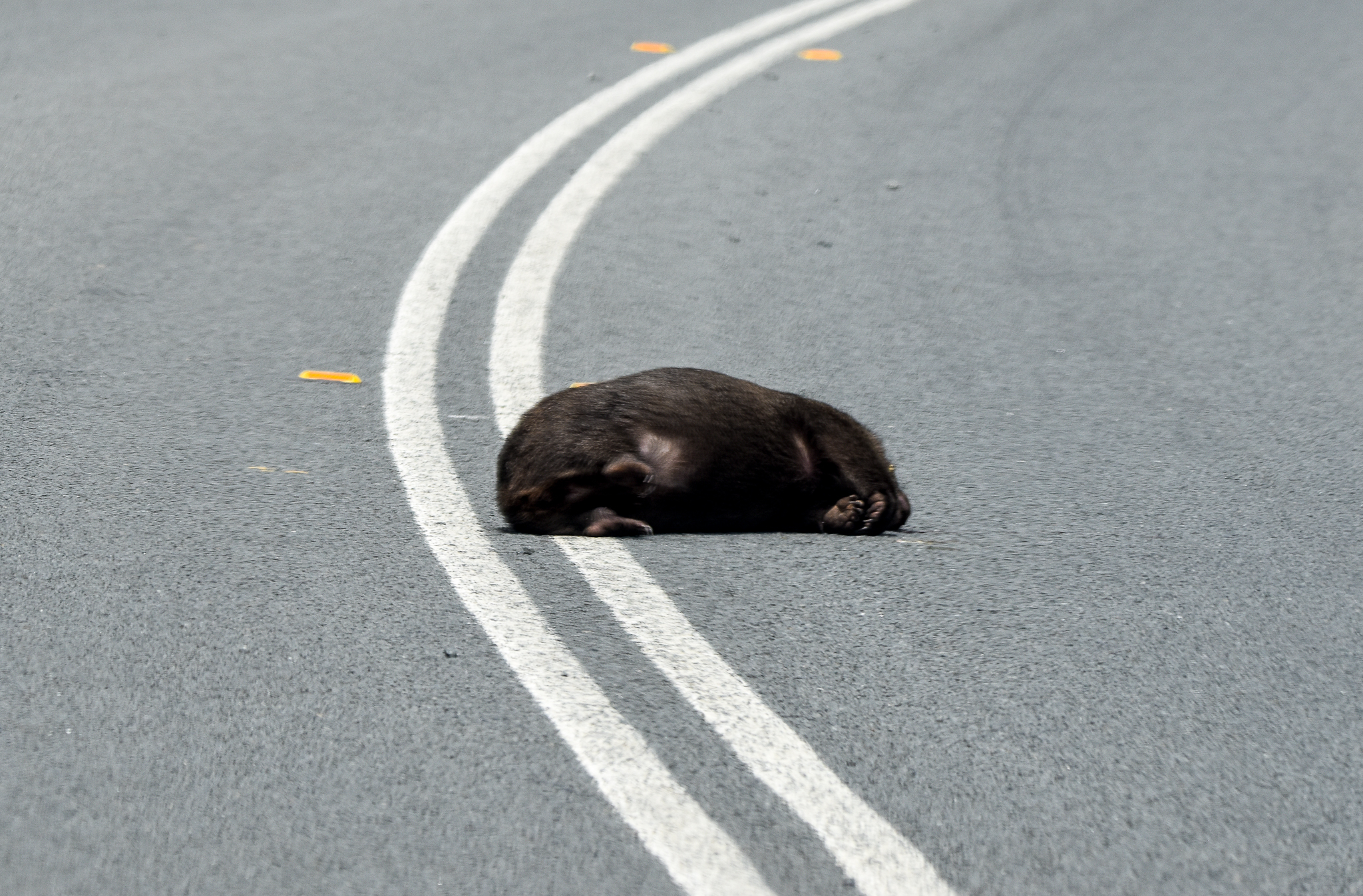 Tasmanian Wombat - roadkill