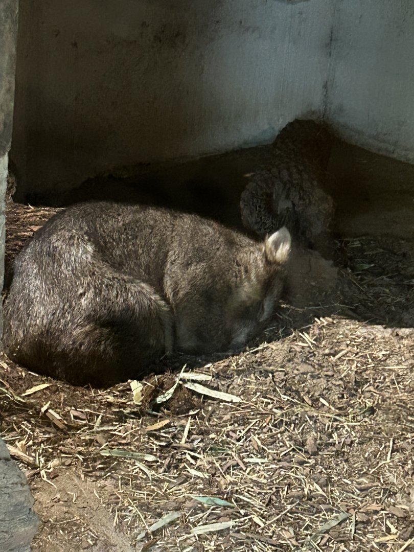 Tasmanian wombat sleeping
