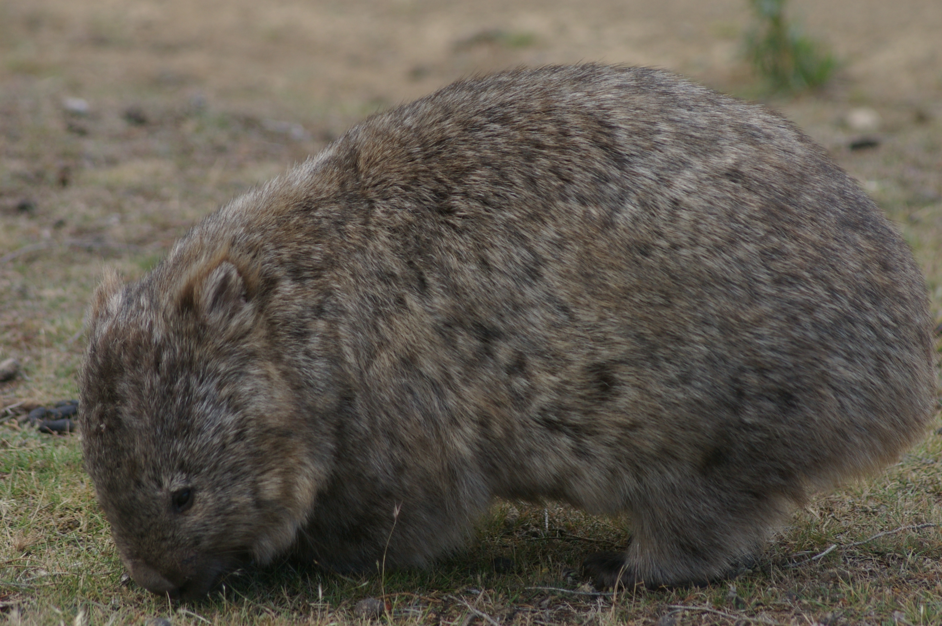 Tasmanian Wombat (Vombatus ursinus tasmaniensis)