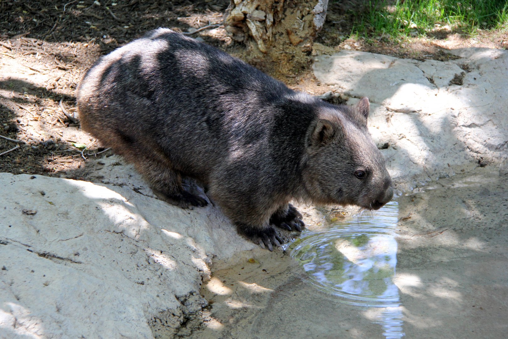Tasmanian Wombat (Vombatus ursinus tasmaniensis)