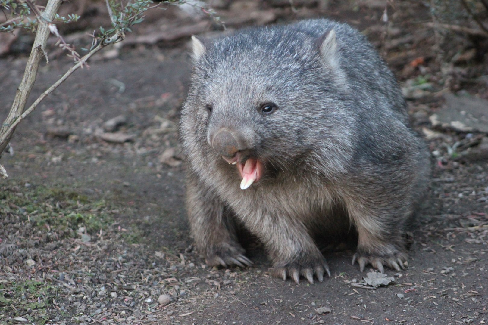 Tasmanian wombat (Vombatus ursinus tasmaniensis)