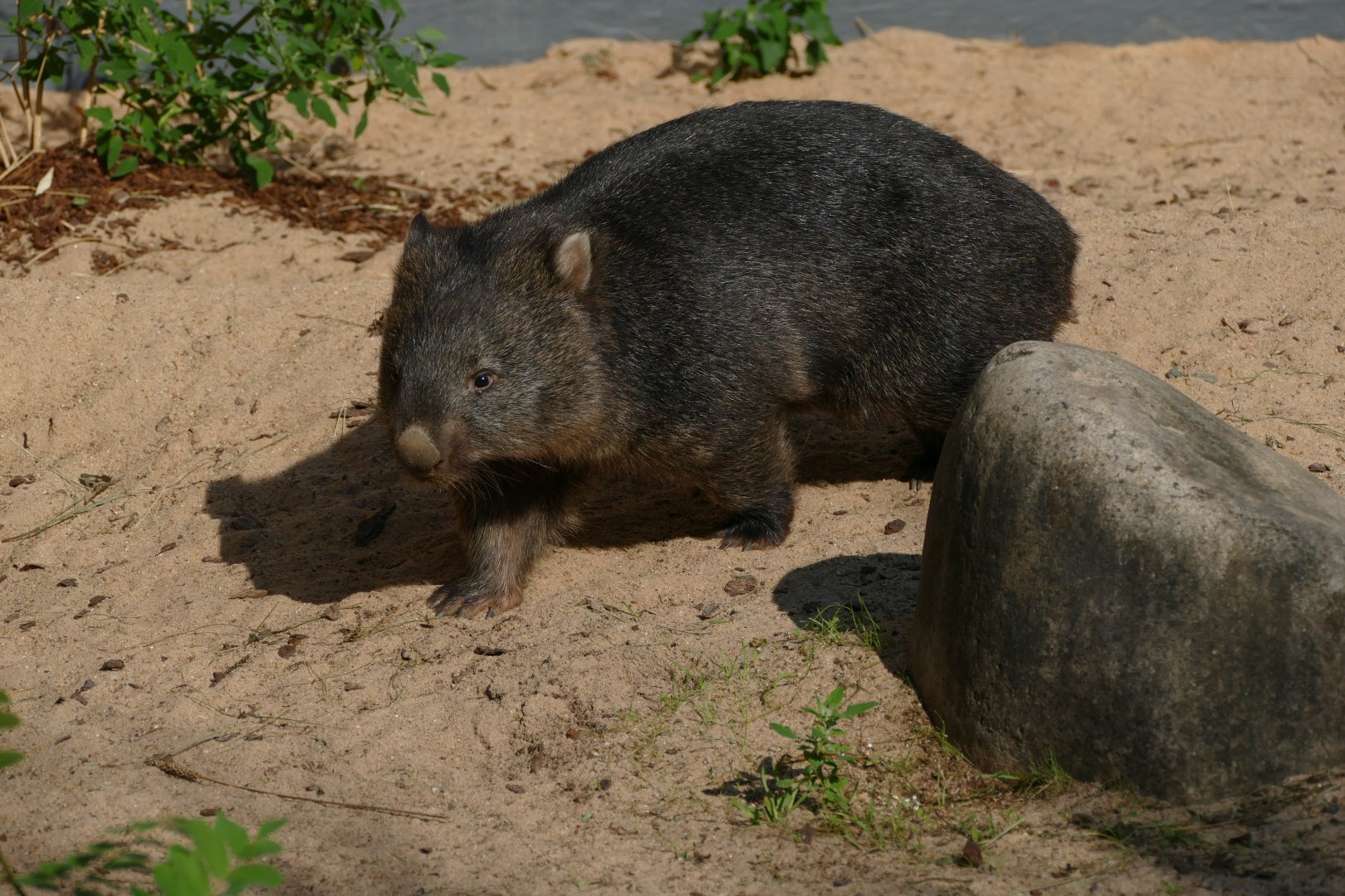 Tasmanian Wombat (Vombatus ursinus tasmaniensis)