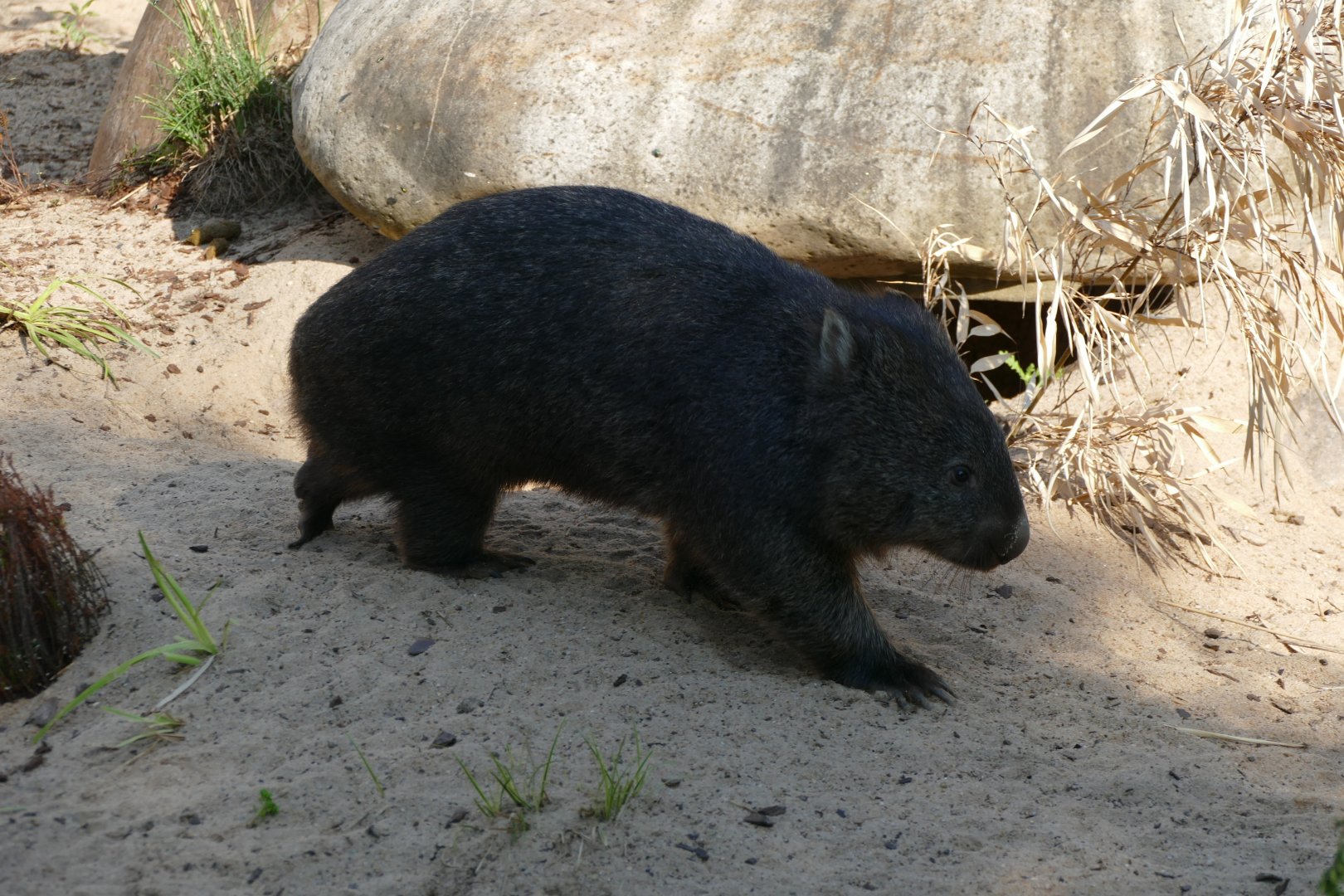 Tasmanian Wombat (Vombatus ursinus tasmaniensis)
