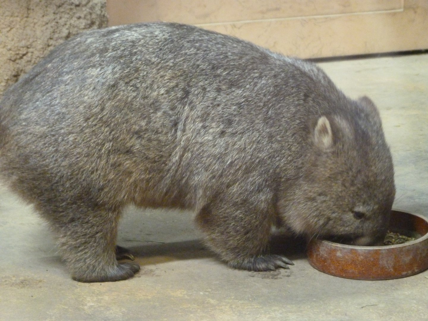 Tasmanian wombat -Zoo Praha (2025)