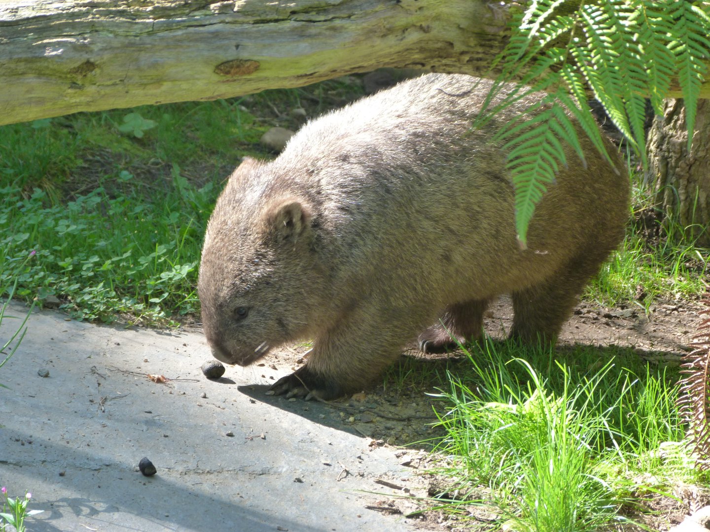 Tasmanian wombat -Zoo Praha (2025)